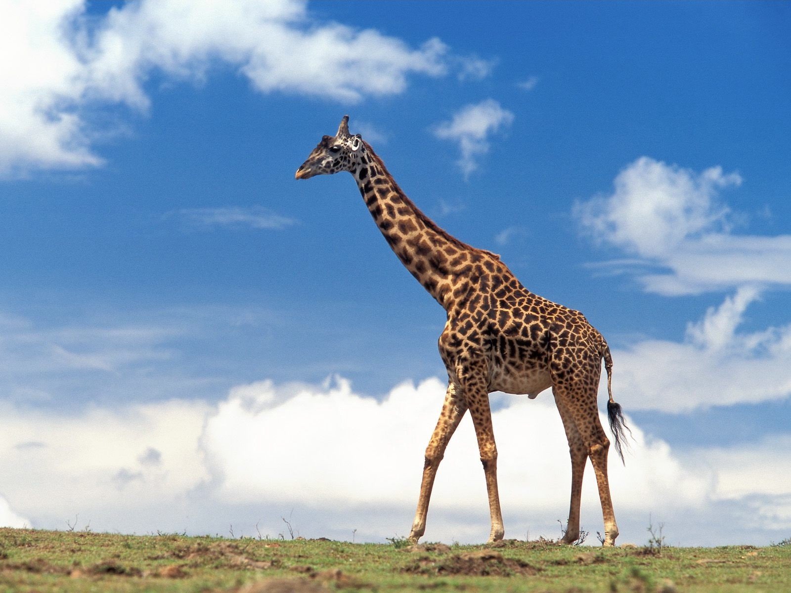 girafe nuages ciel