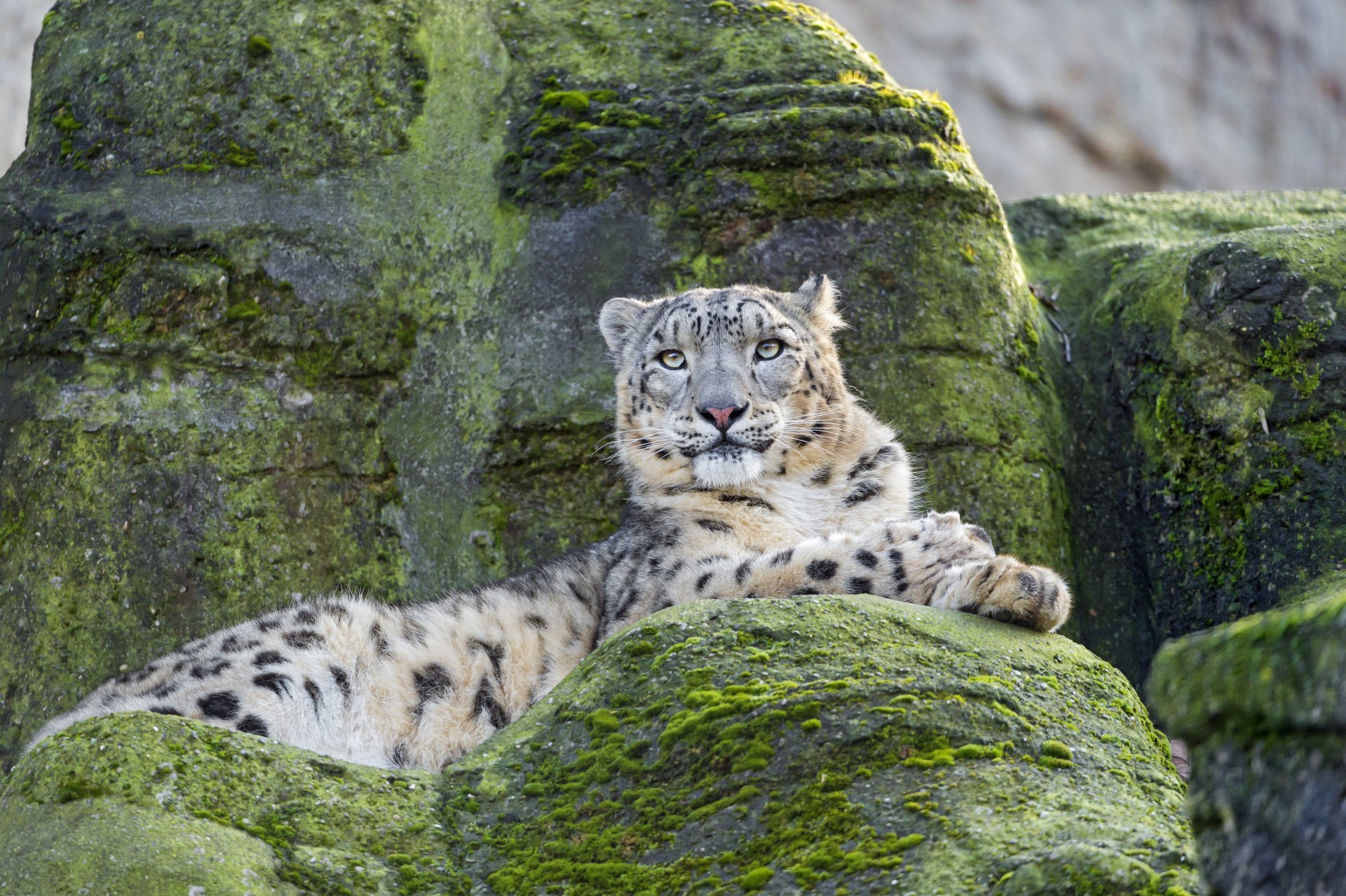 schneeleopard irbis katze steine moos ©tambako der jaguar