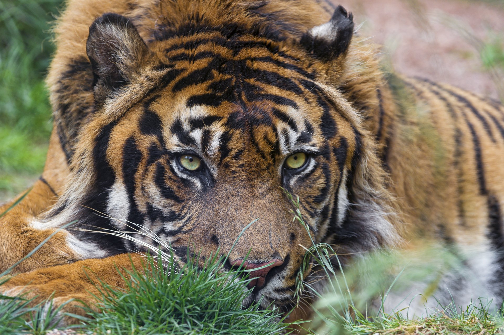 tigre sumatra gato hocico mirada ©tambako the jaguar