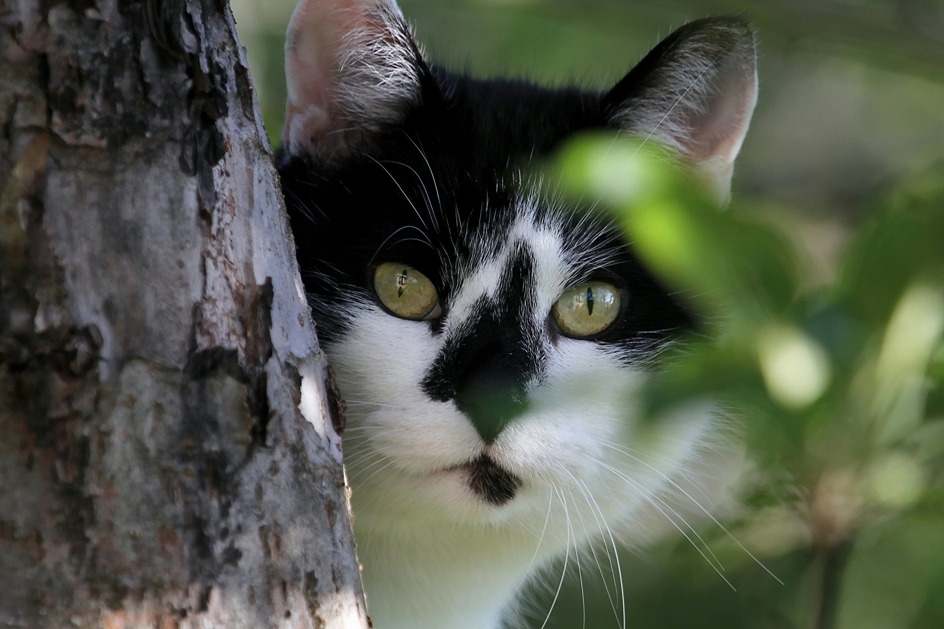 chat chat museau regard