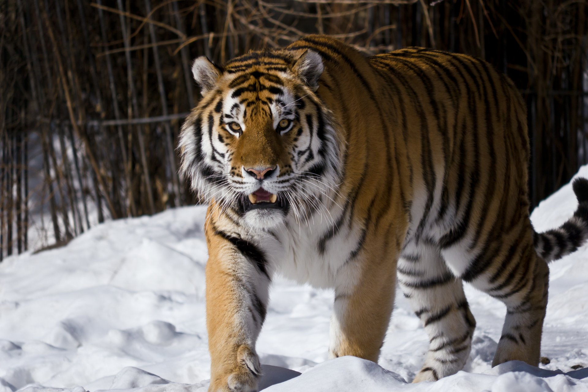 tigre de l amour vue neige zoo de moscou