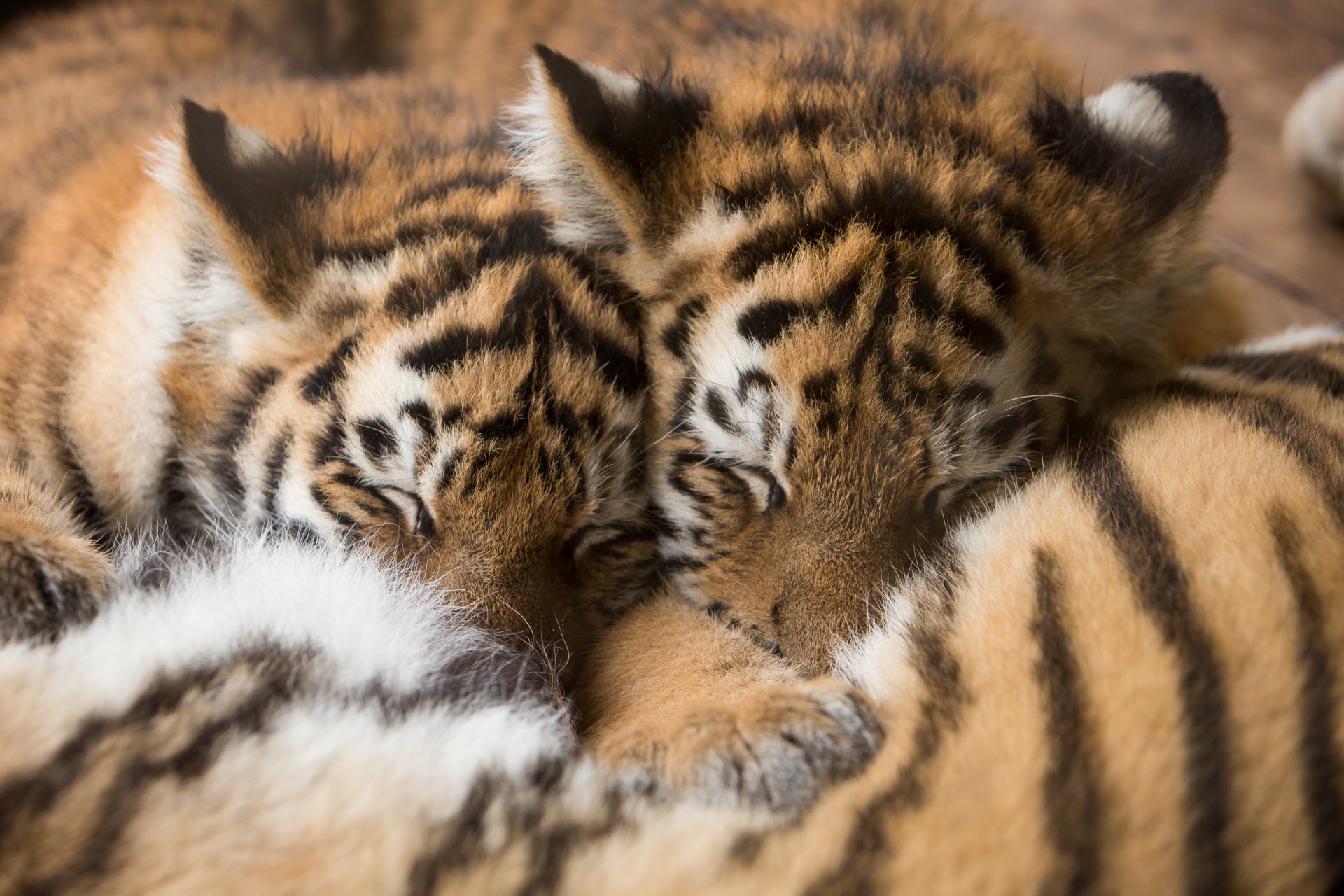 tigre amur cuccioli di tigre sonno dormire gattini cuccioli pelliccia gatti