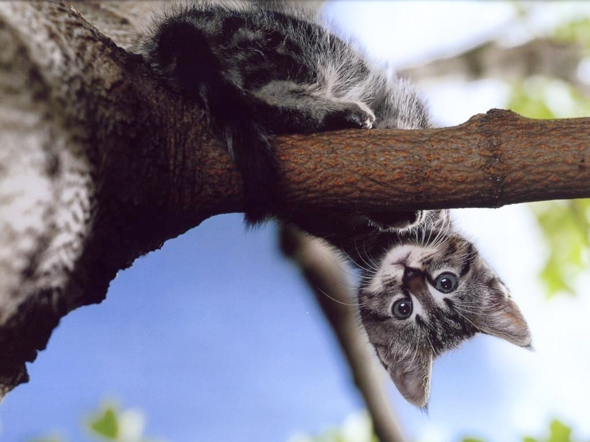 chaton arbre branche