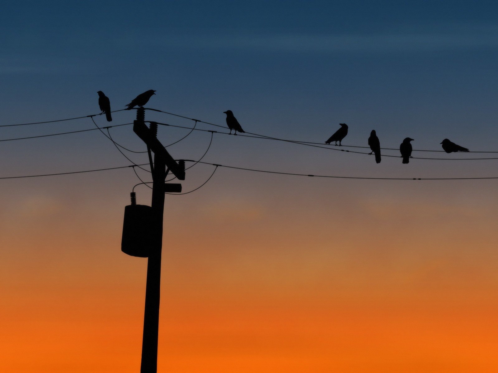 alambres poste aves de corral