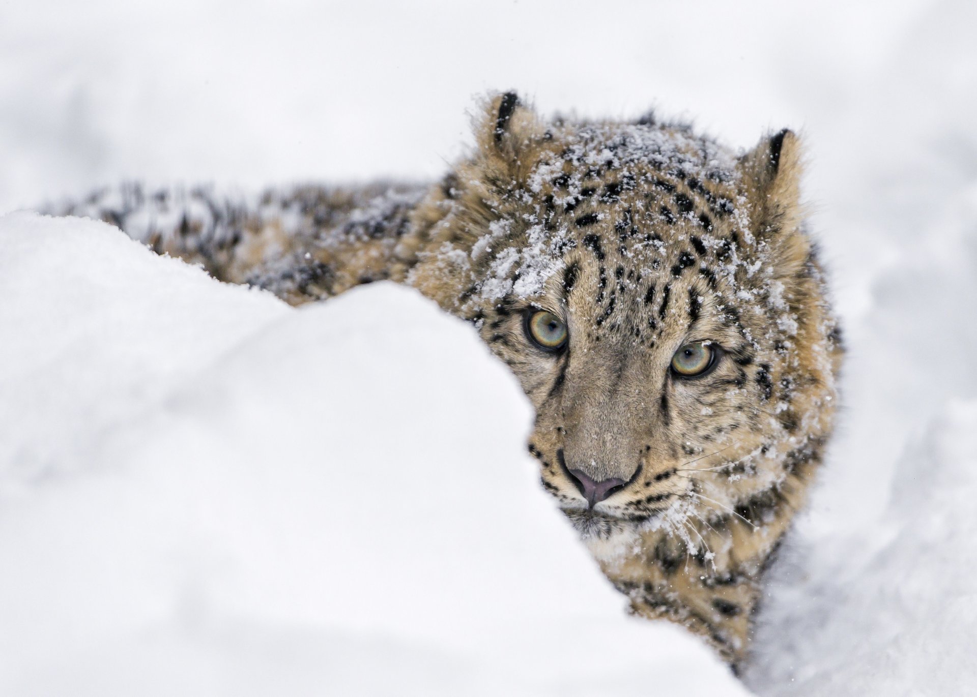 leopardo de las nieves irbis leopardo de las nieves gato salvaje depredador joven hocico asoma nieve invierno zoológico