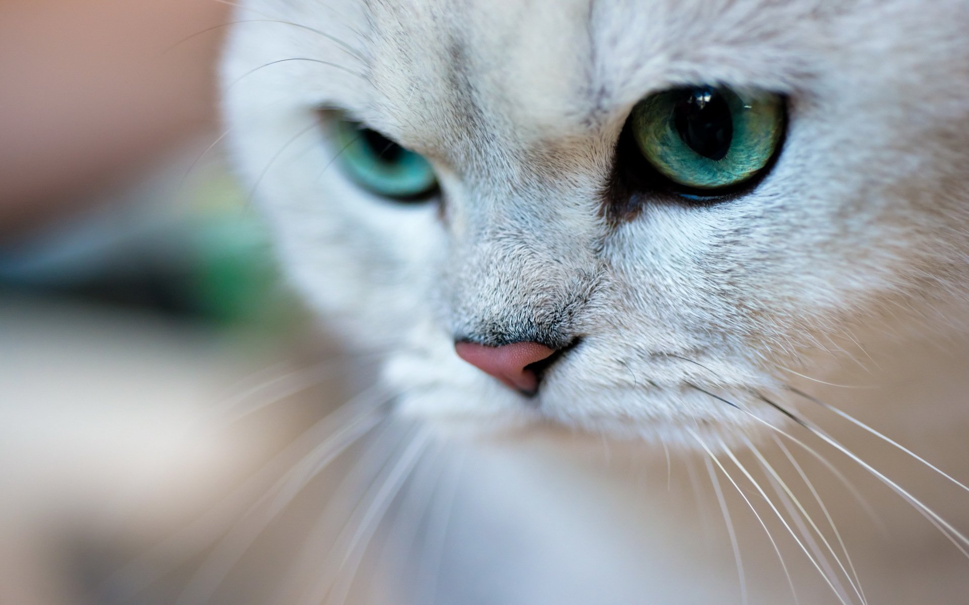 chat chat yeux verts museau portrait