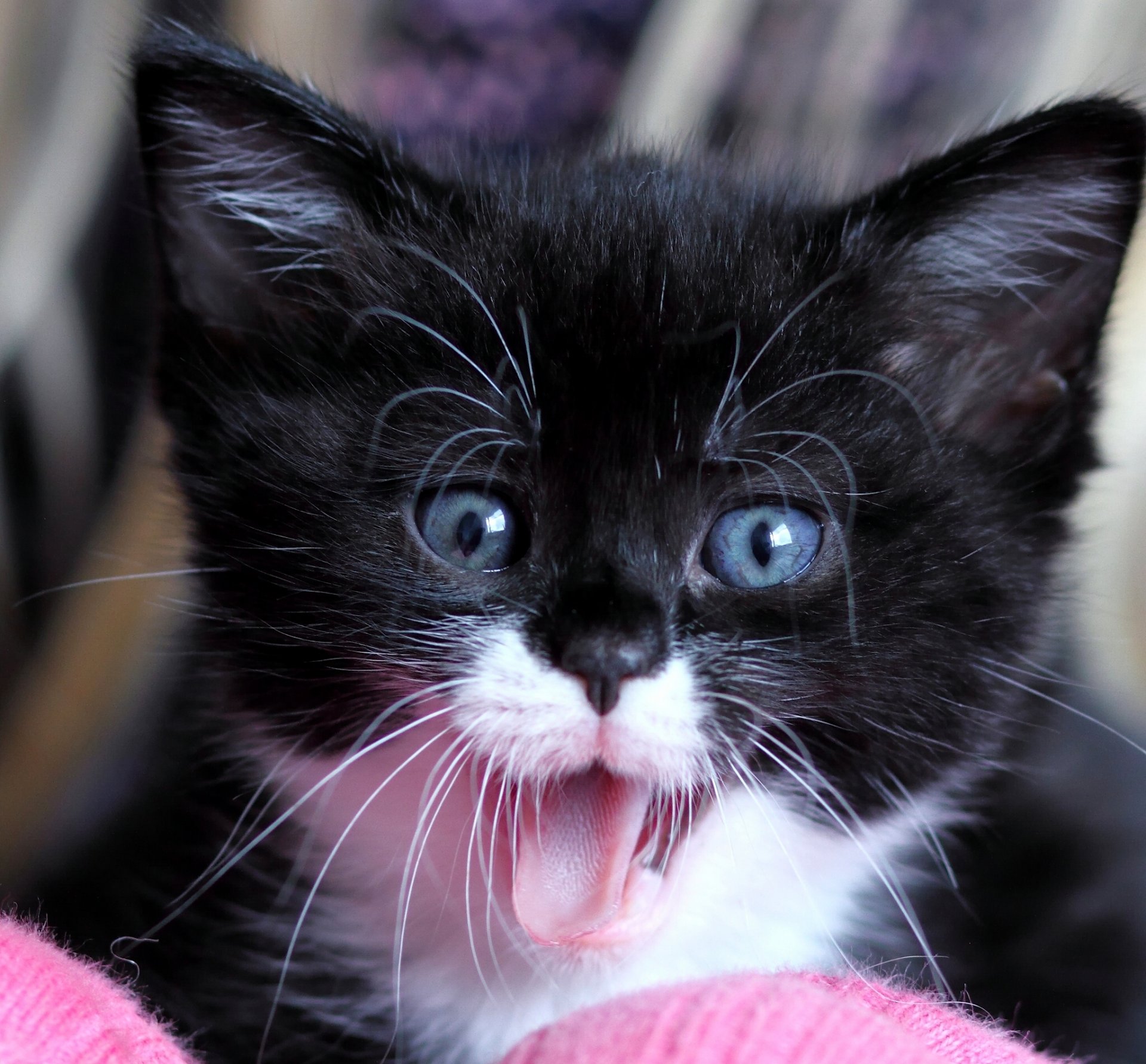 bébé museau yeux bleus surprise