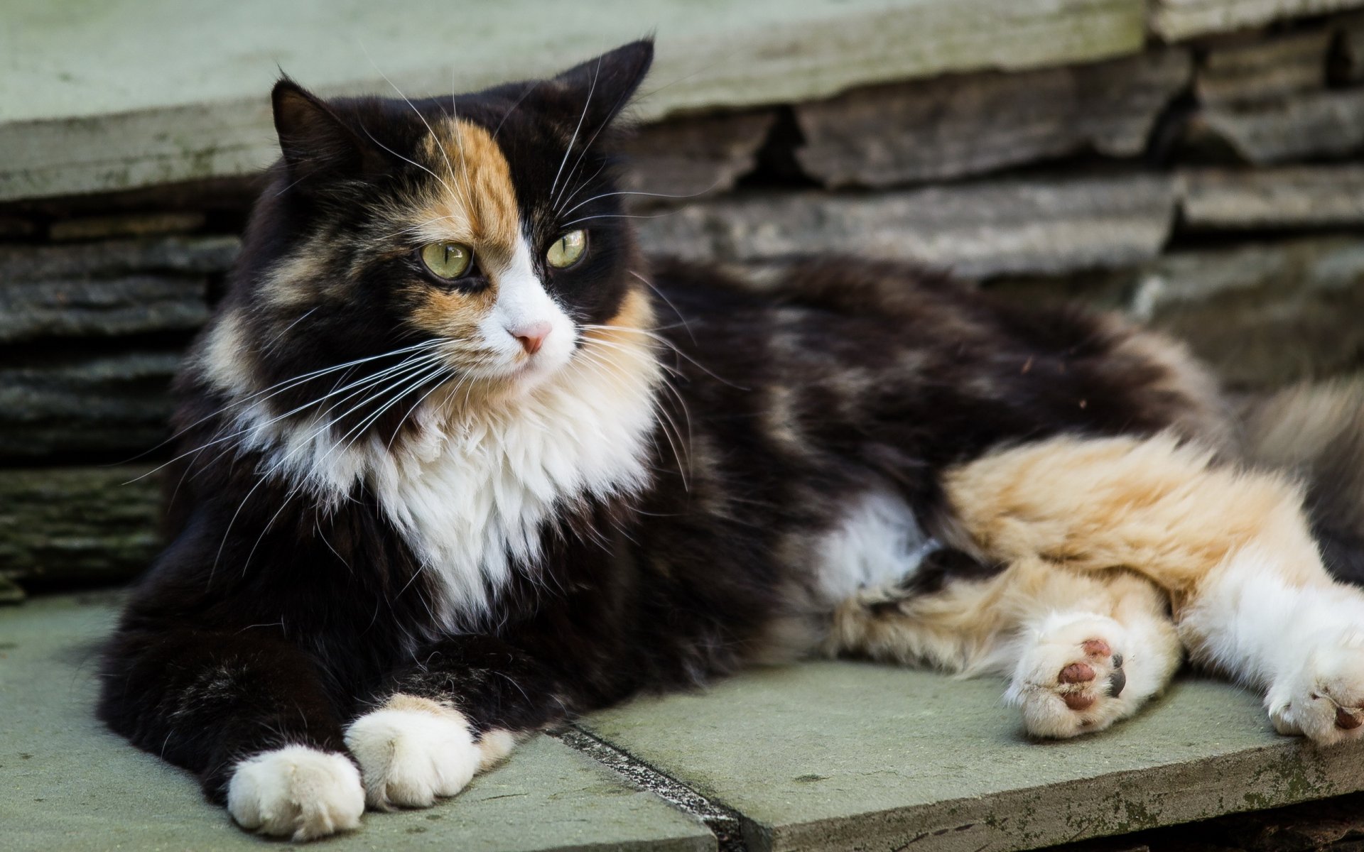 chat tricolore repos regard