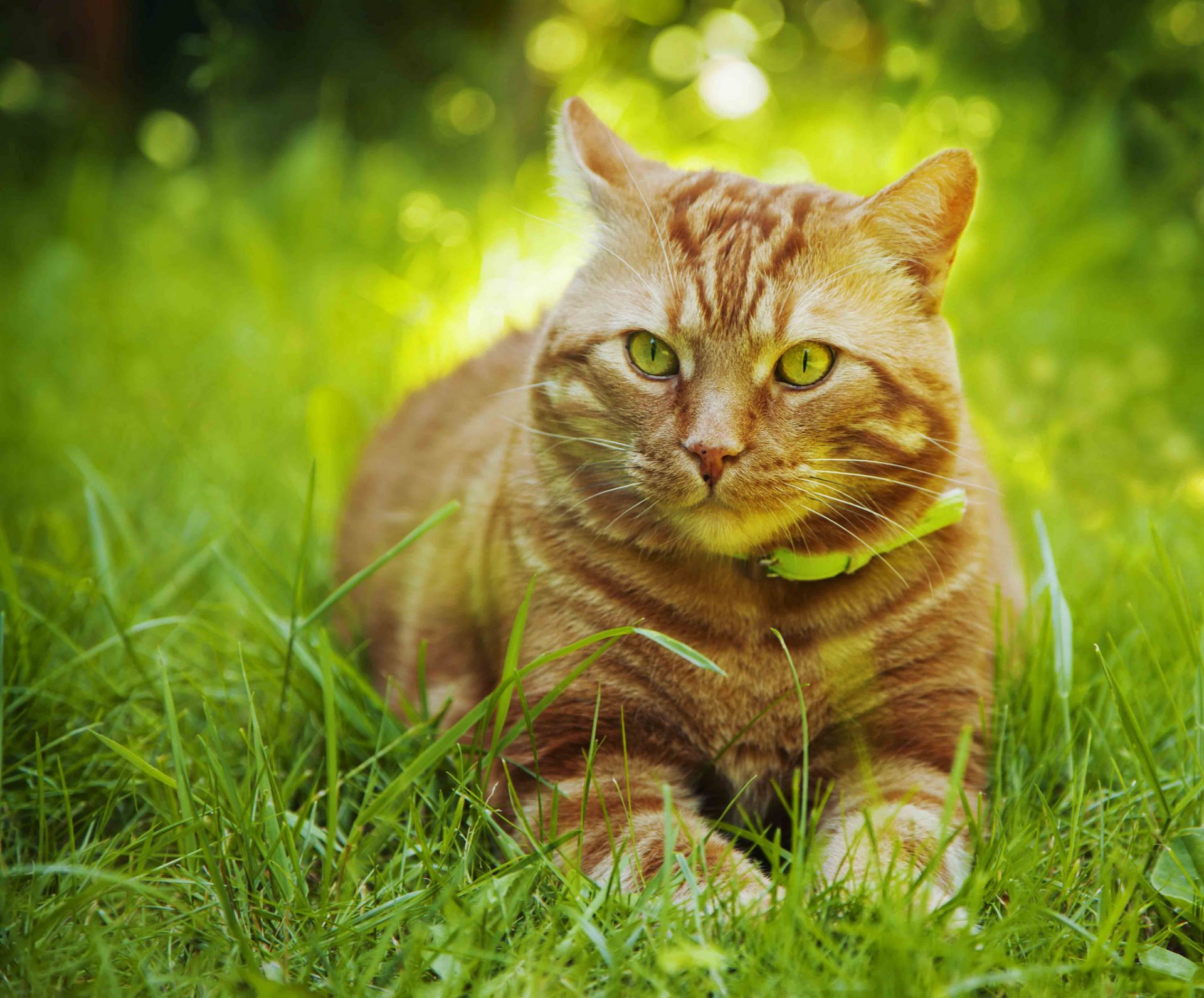 gato hierba bokeh