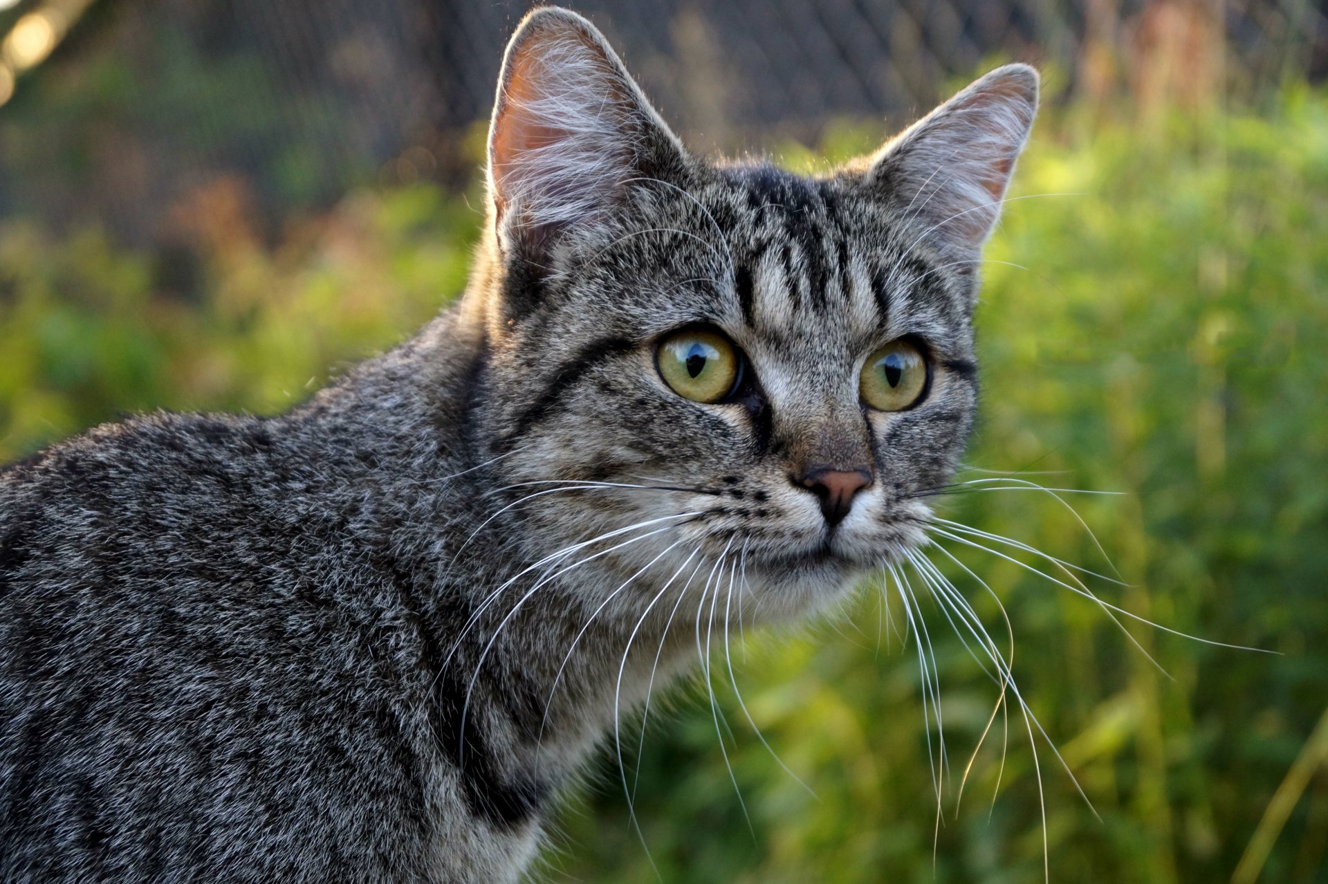 gatto grigio muso sguardo baffi sfocatura