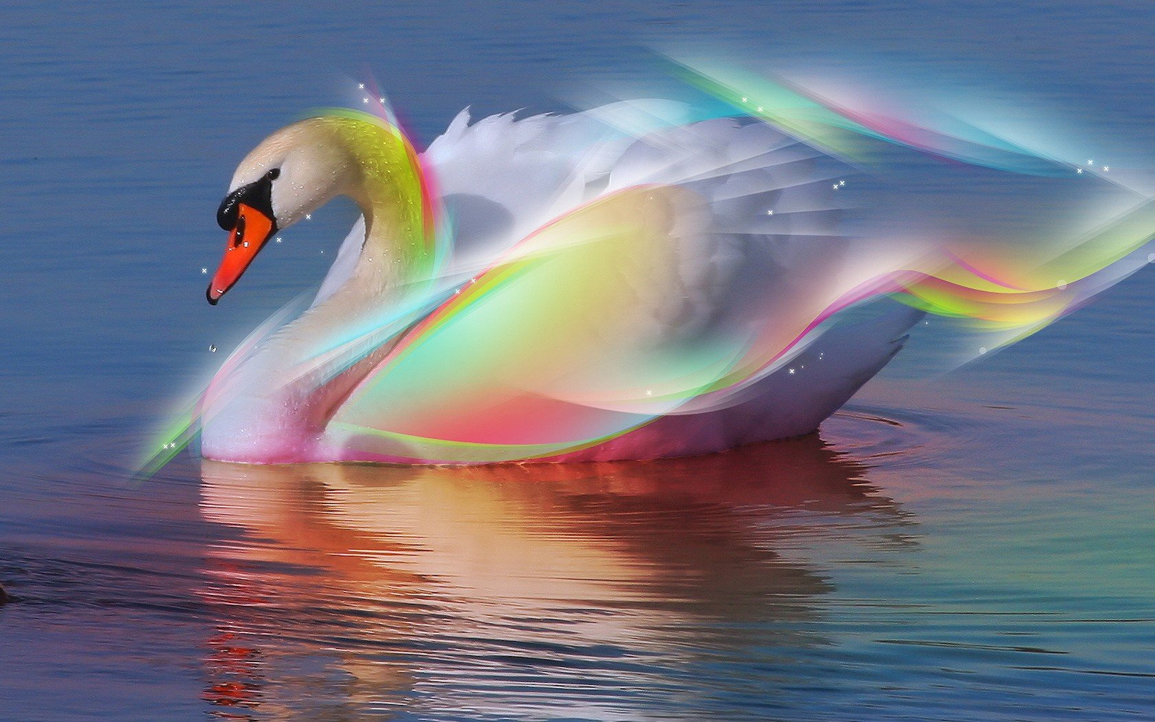 cigno arcobaleno acqua