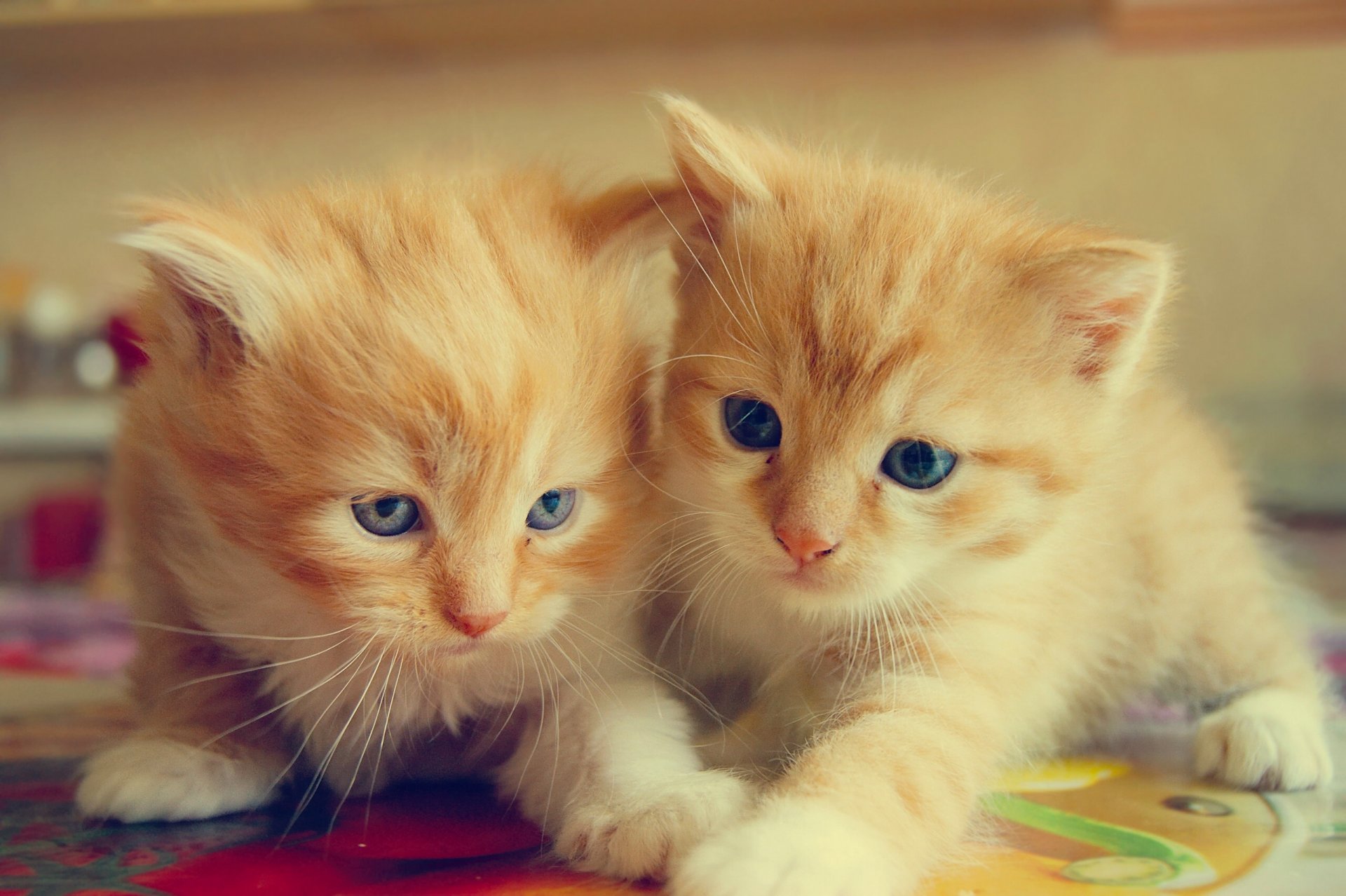 chatons rousses bébés couple jumeaux