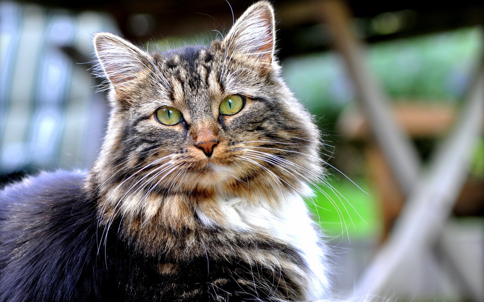 chat vue fond