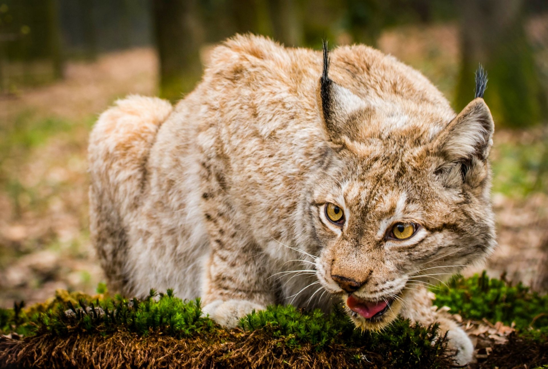 lince gato salvaje hocico