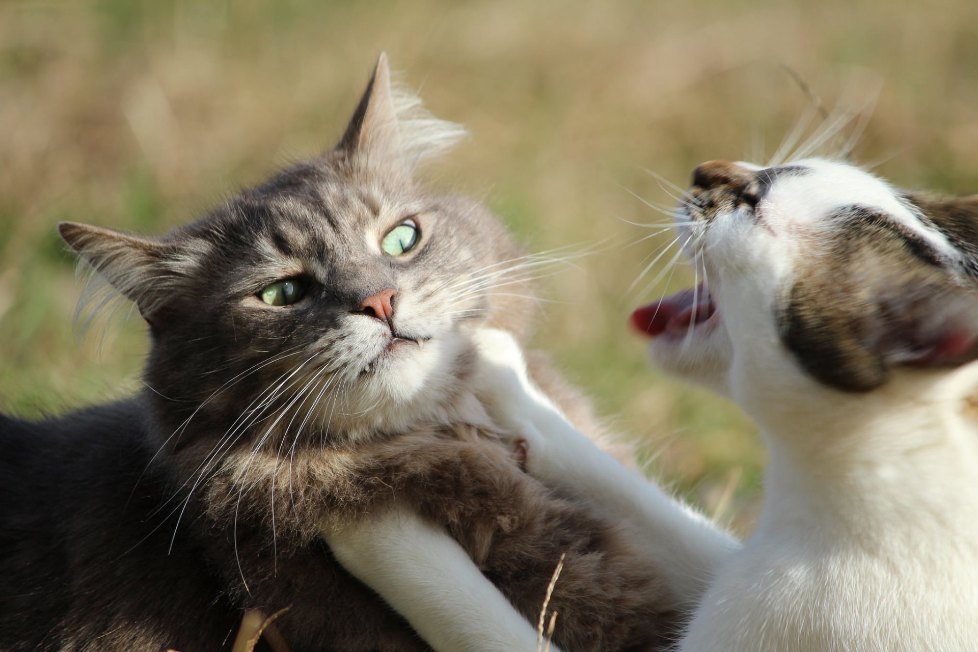 katze katze schnauze showdown