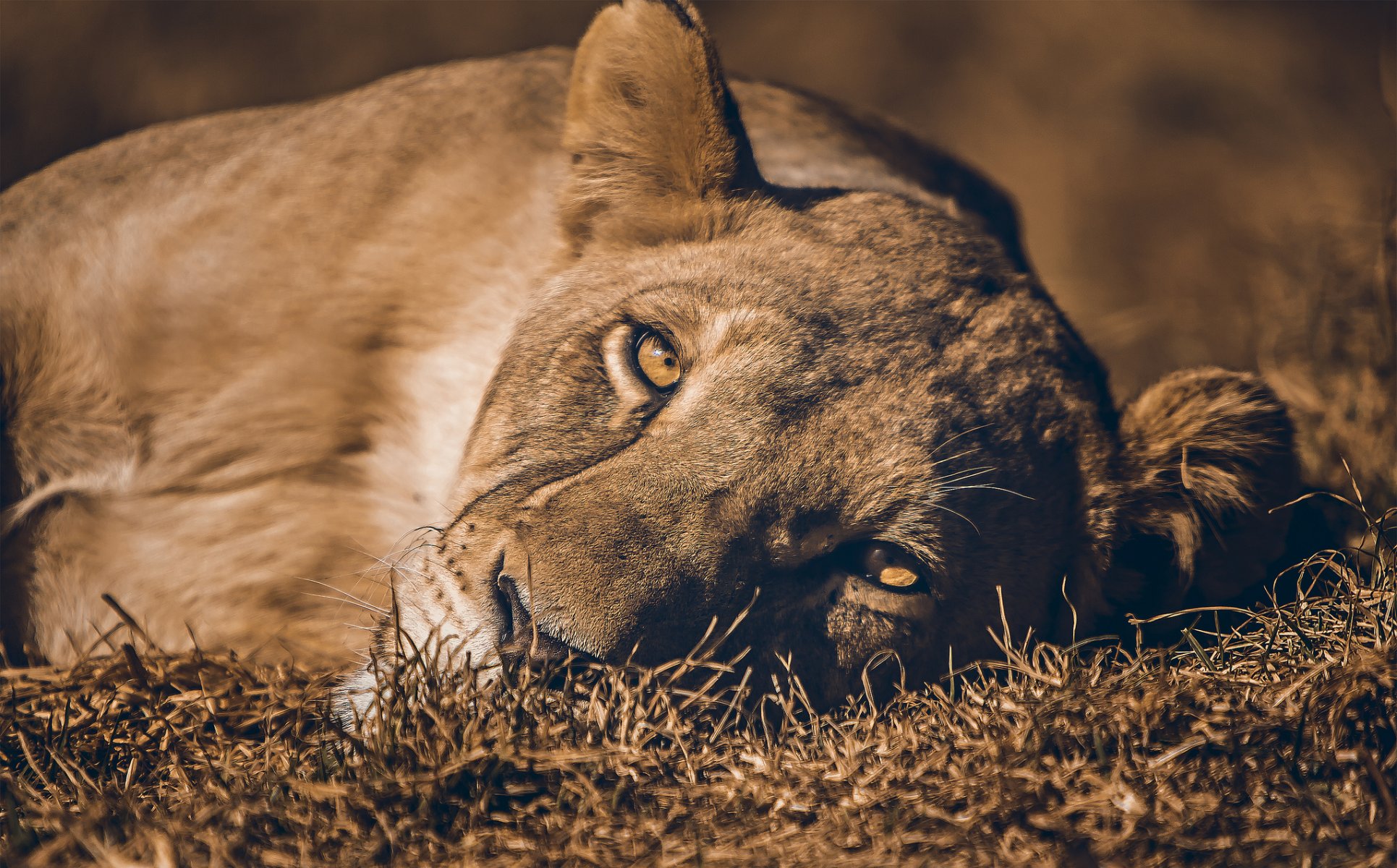 leo lioness face view