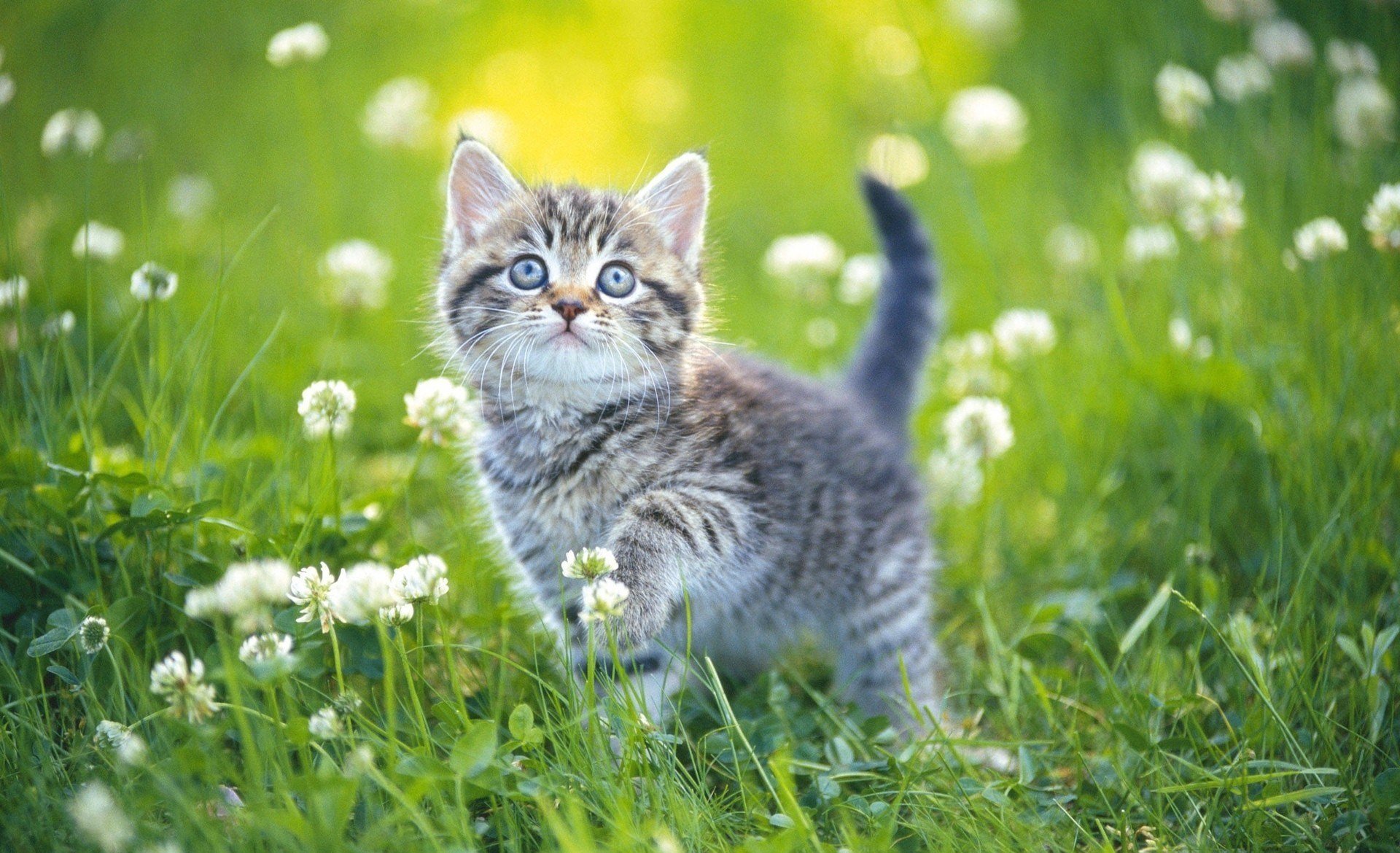 gatito hierba día verano