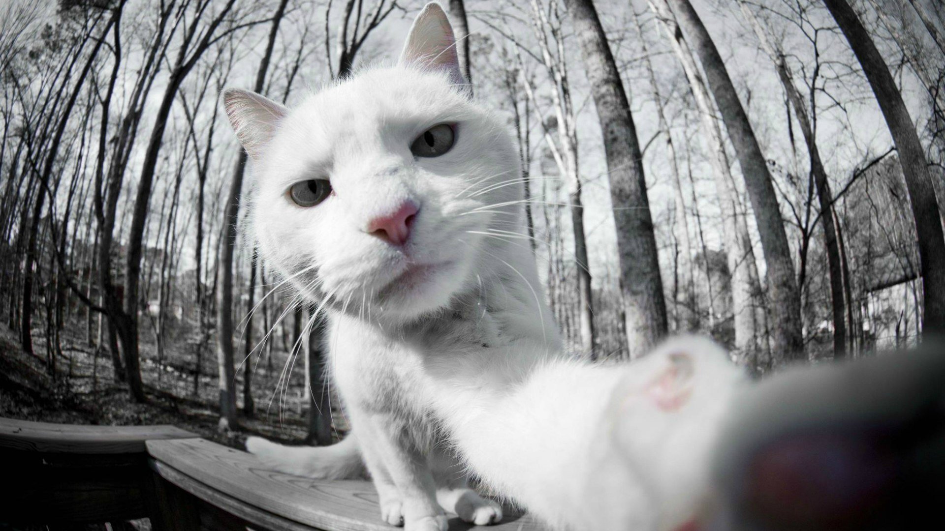 selfie gato blanco foto en la cámara