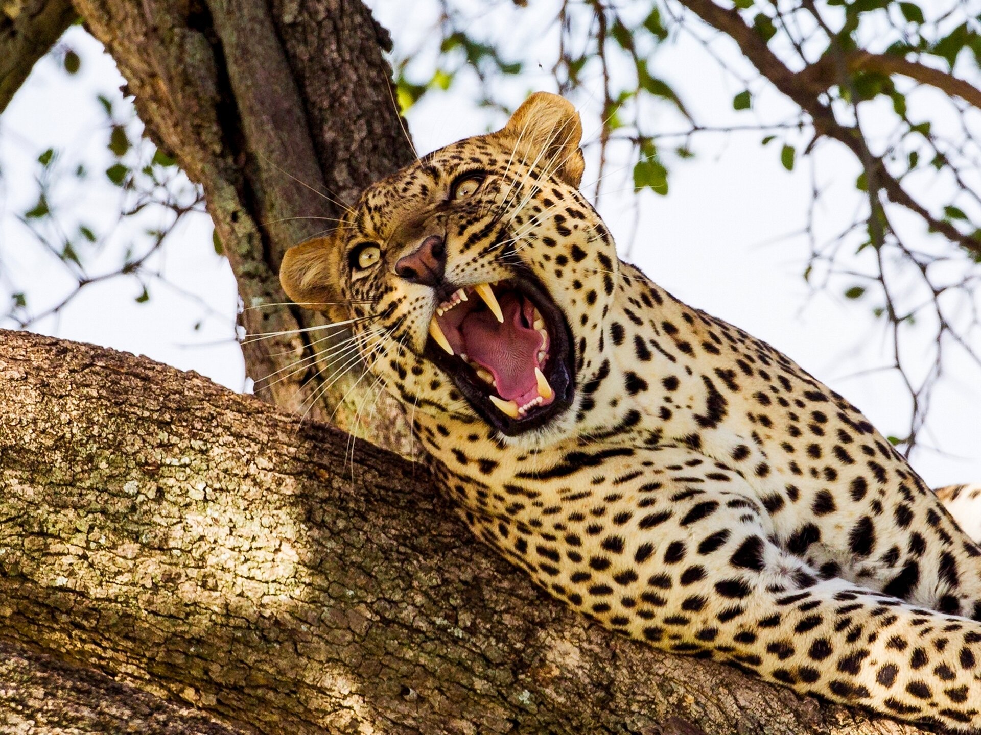 leopardo gato salvaje depredador fauces colmillos árbol