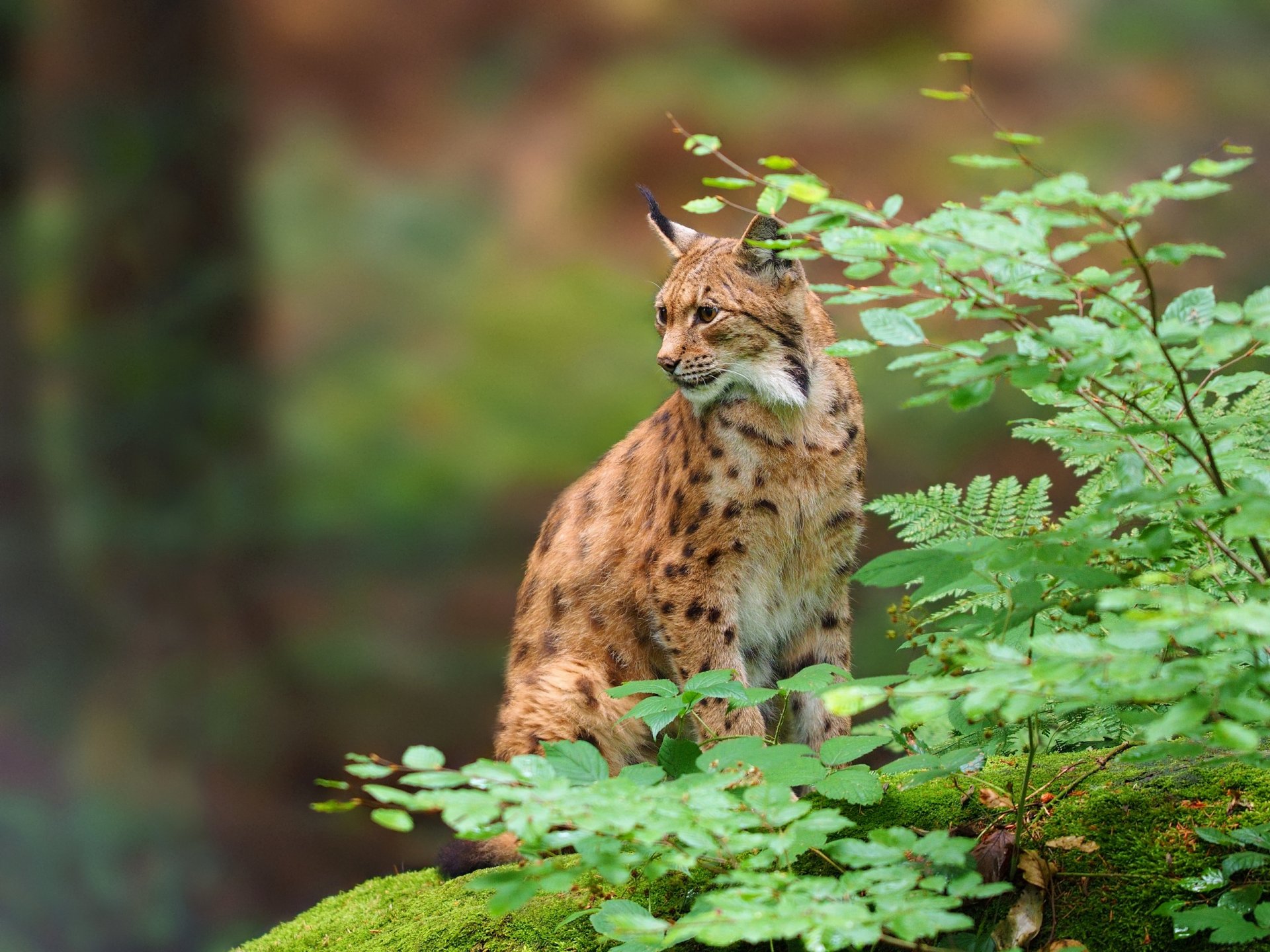 lynx chat sauvage prédateur branches feuilles