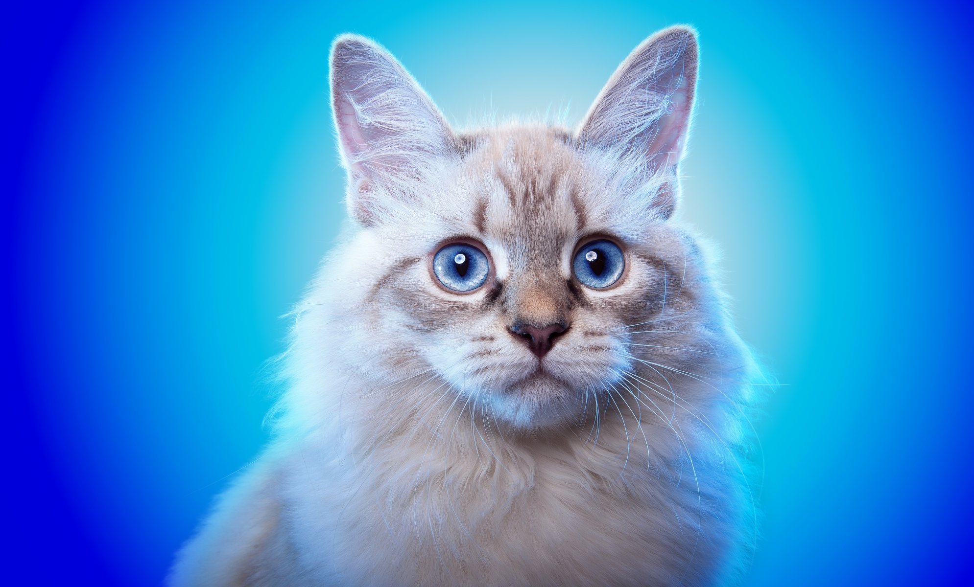 katze tier blick blaue augen ohren hintergrund