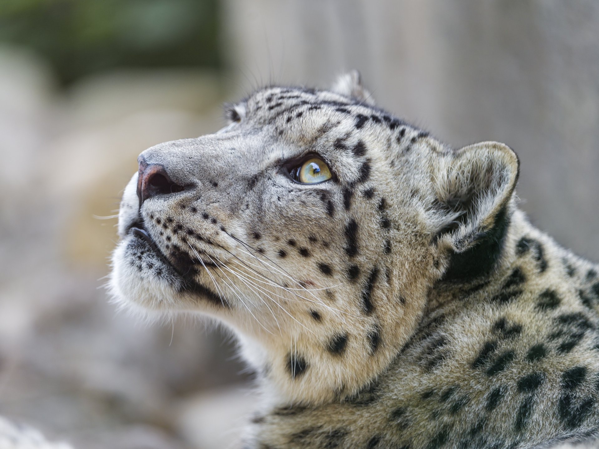 leopardo de las nieves irbis hocico mirada hacia arriba