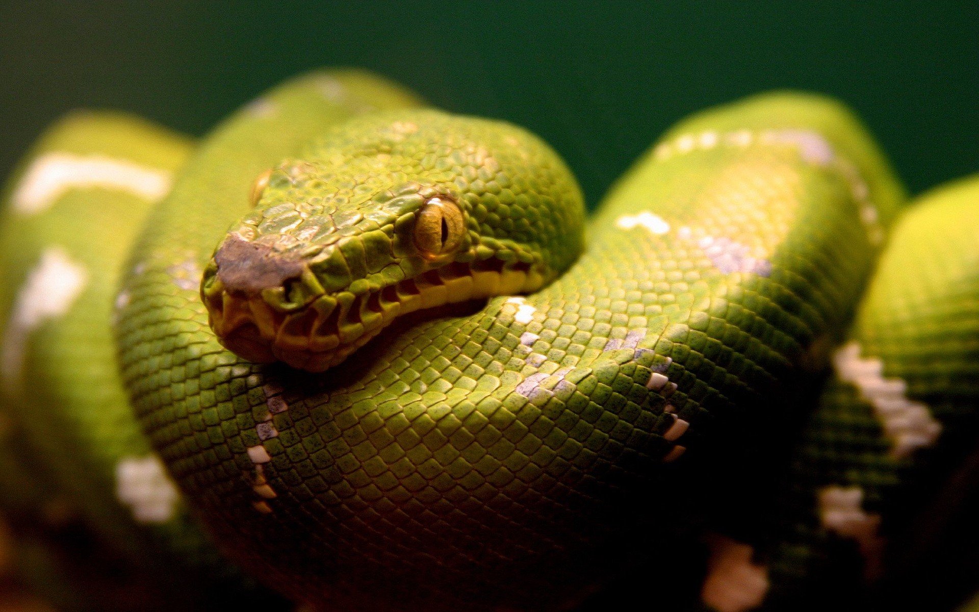 green snake