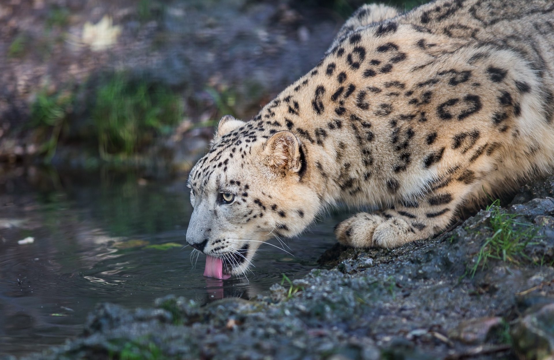 now leopard snow leopard wild cat predator muzzle tongue watering hole