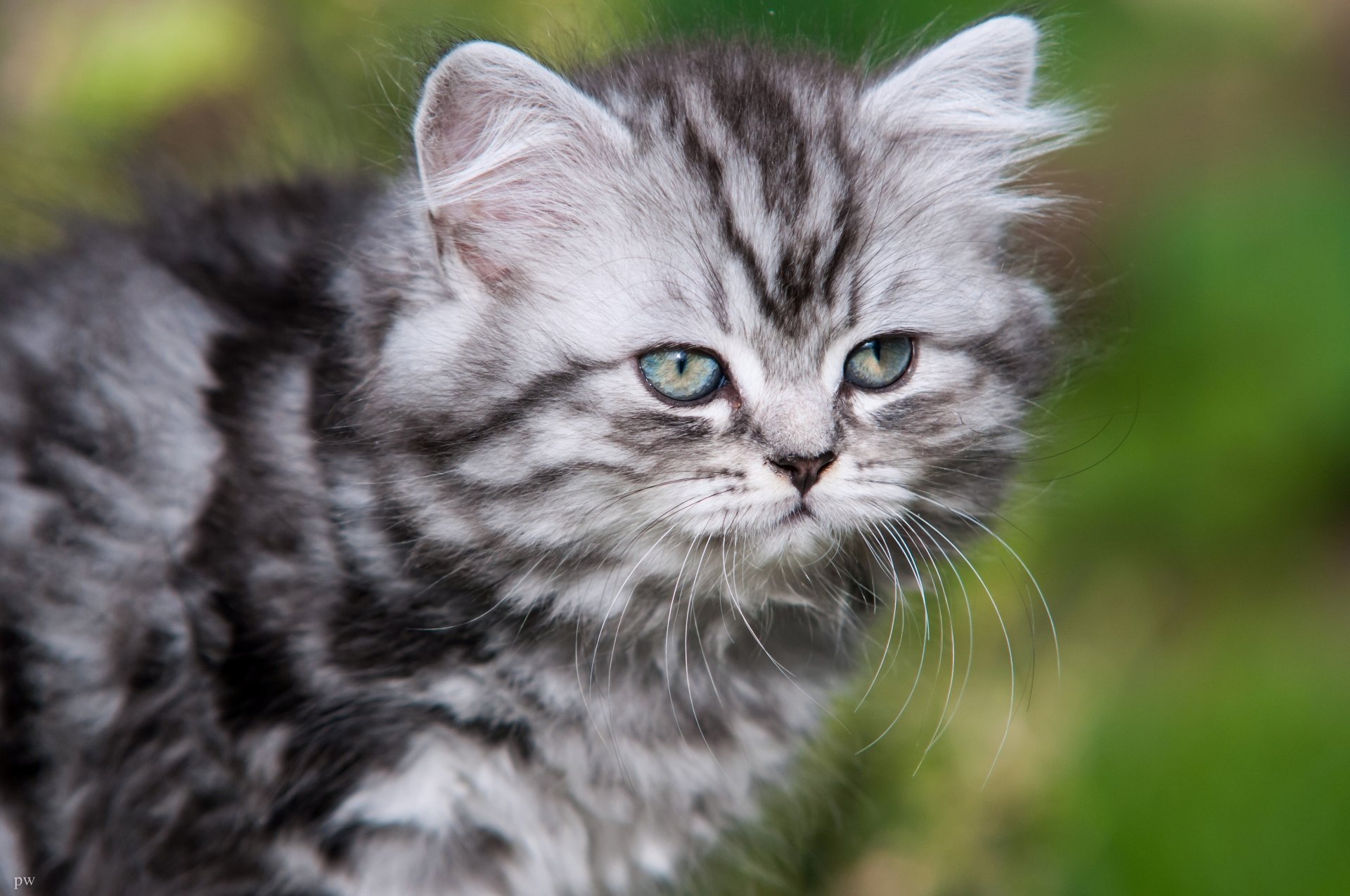 gatto a pelo lungo britannico baffi