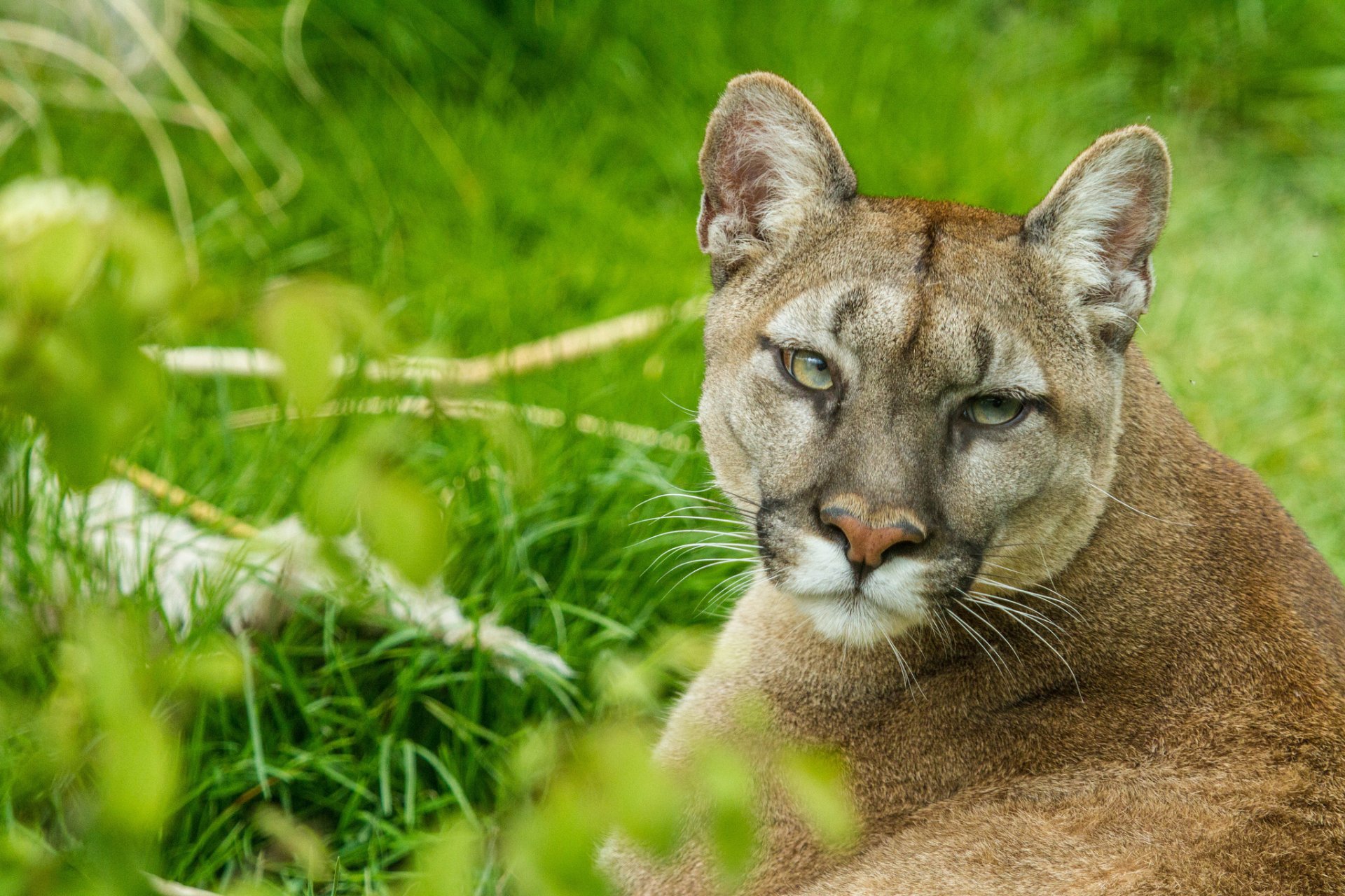 puma cougar berglöwe katze blick schnauze