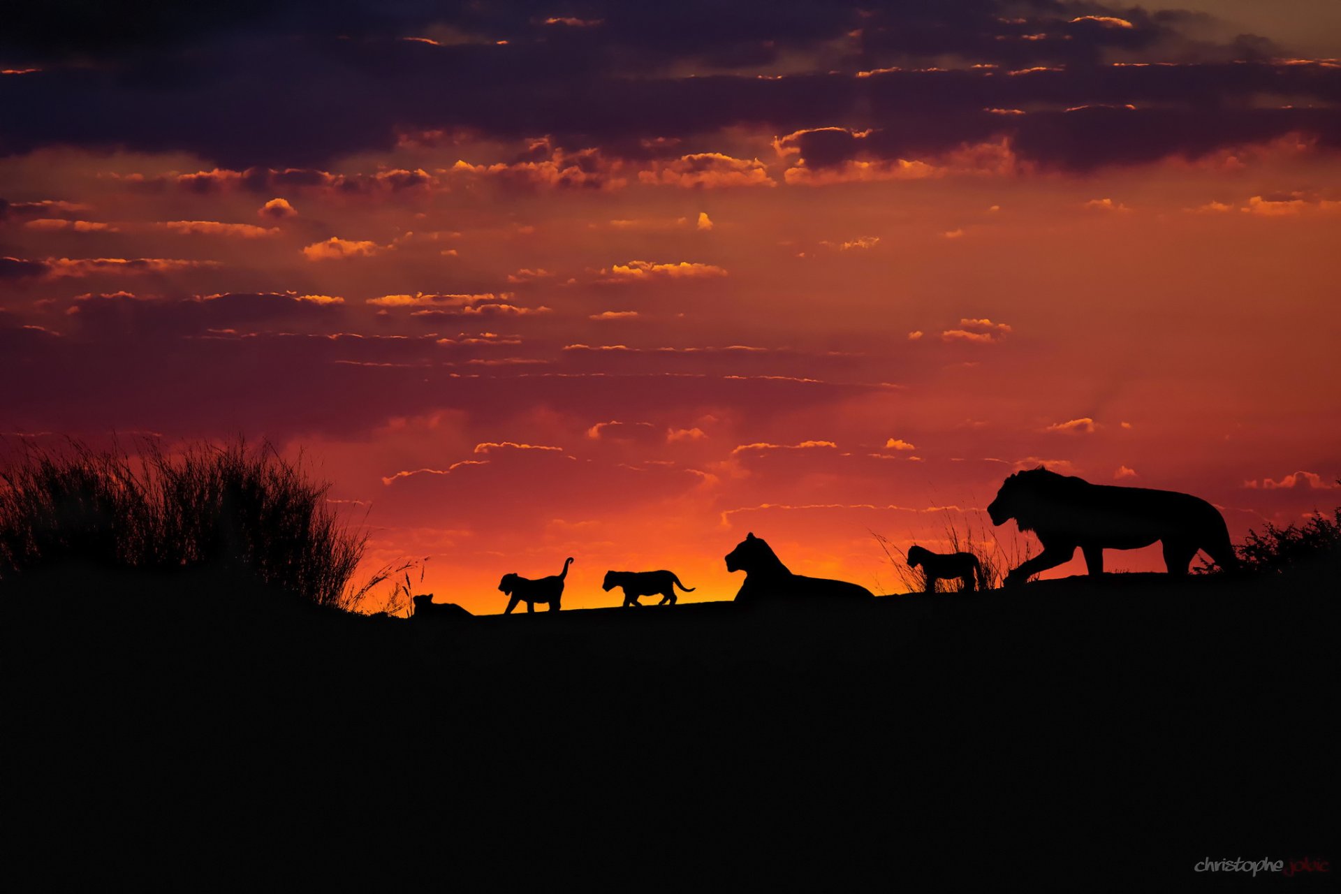 afrika kalahari familienrudel von löwen stolz löwen löwen sonnenuntergang abend himmel silhouetten