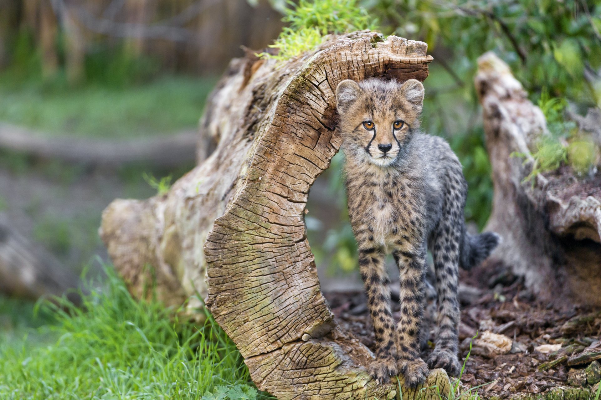 cheetah cat snag grass © tambako the jaguar