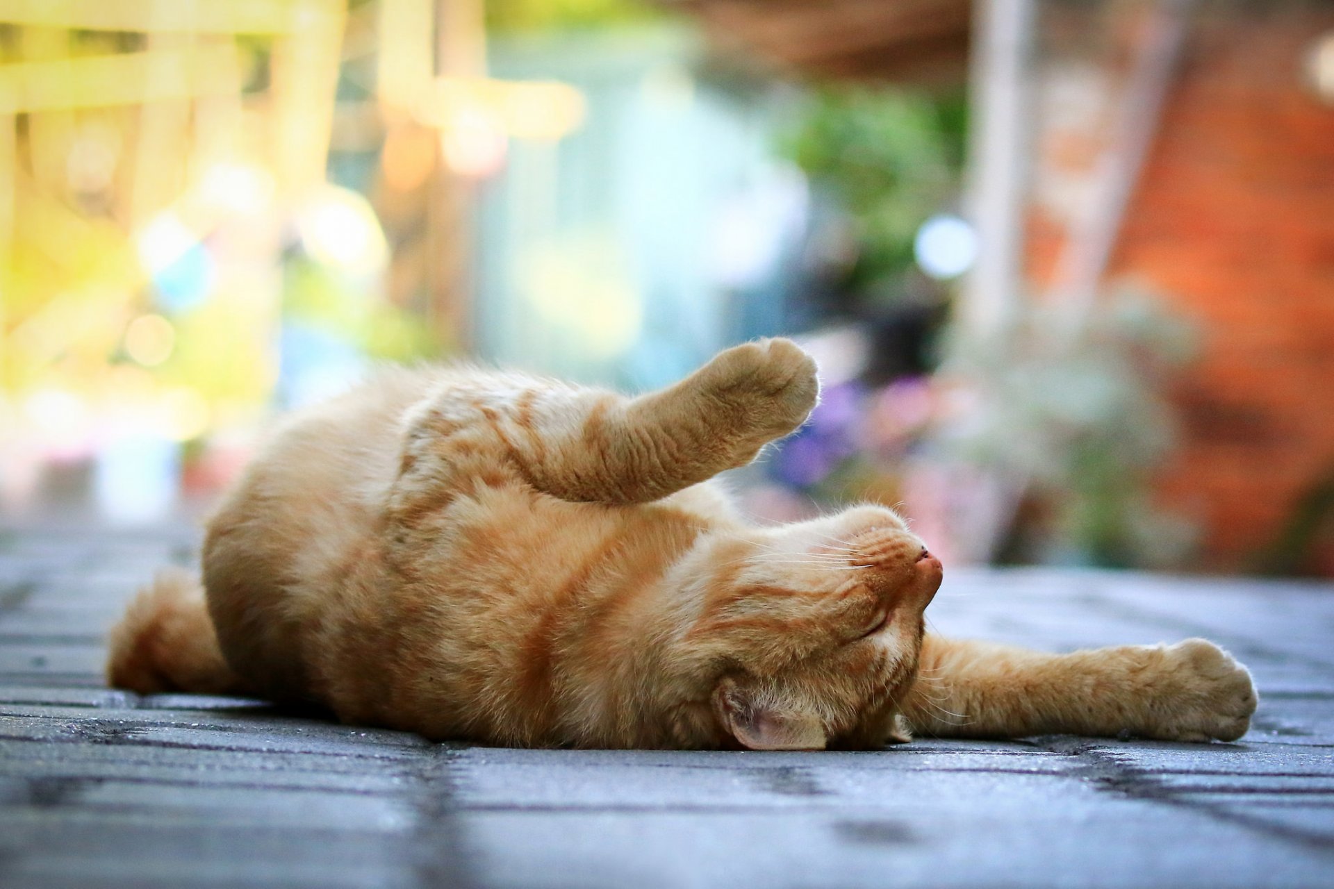 cat cat ginger paws lying street sidewalk bokeh