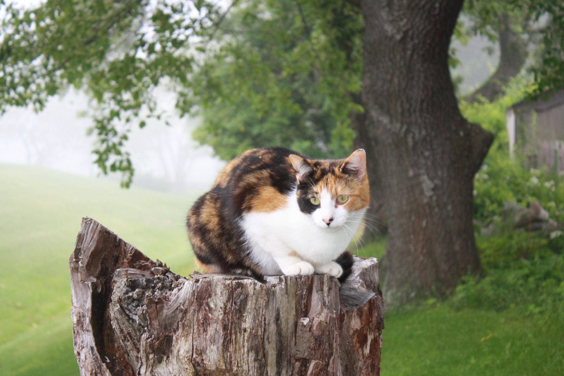 cat sitting stump tree nature