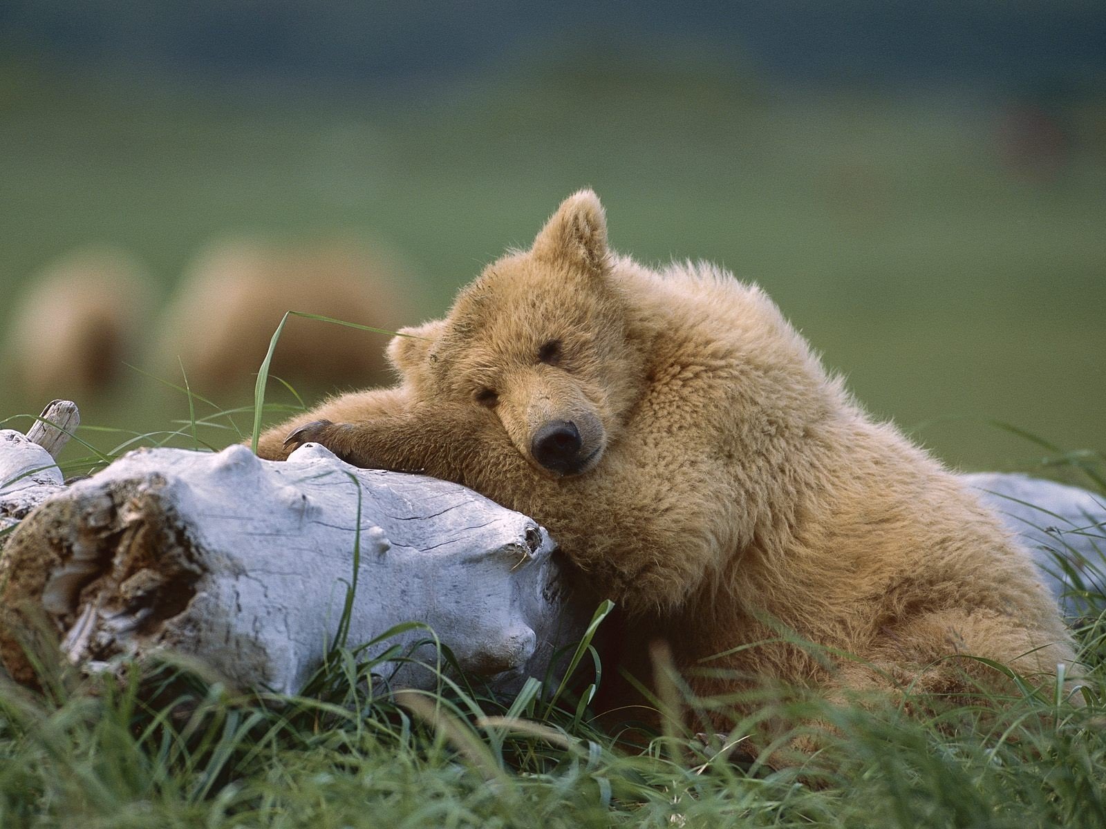 ours en peluche endormi alaska