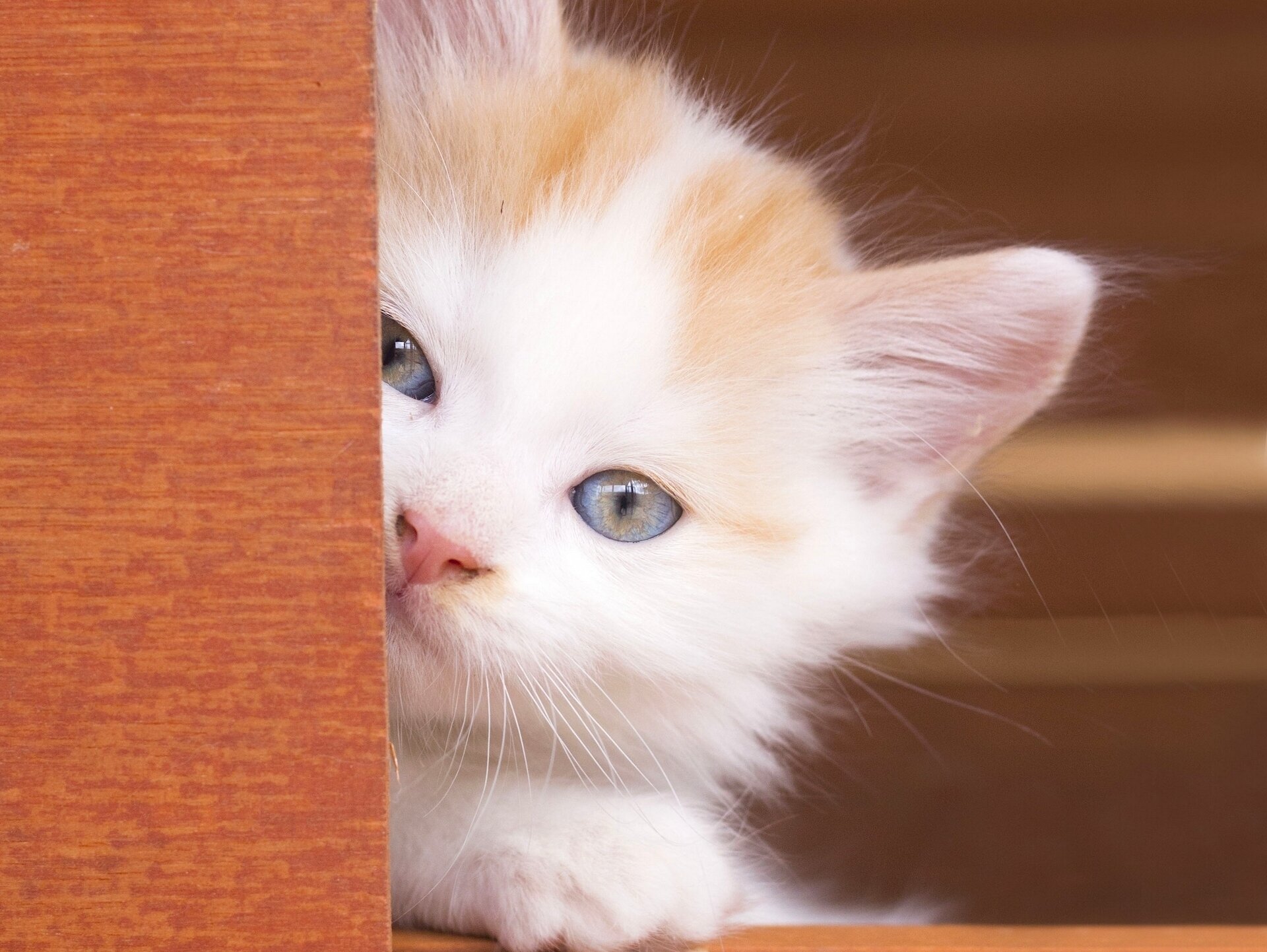 babe blue eyes snout view