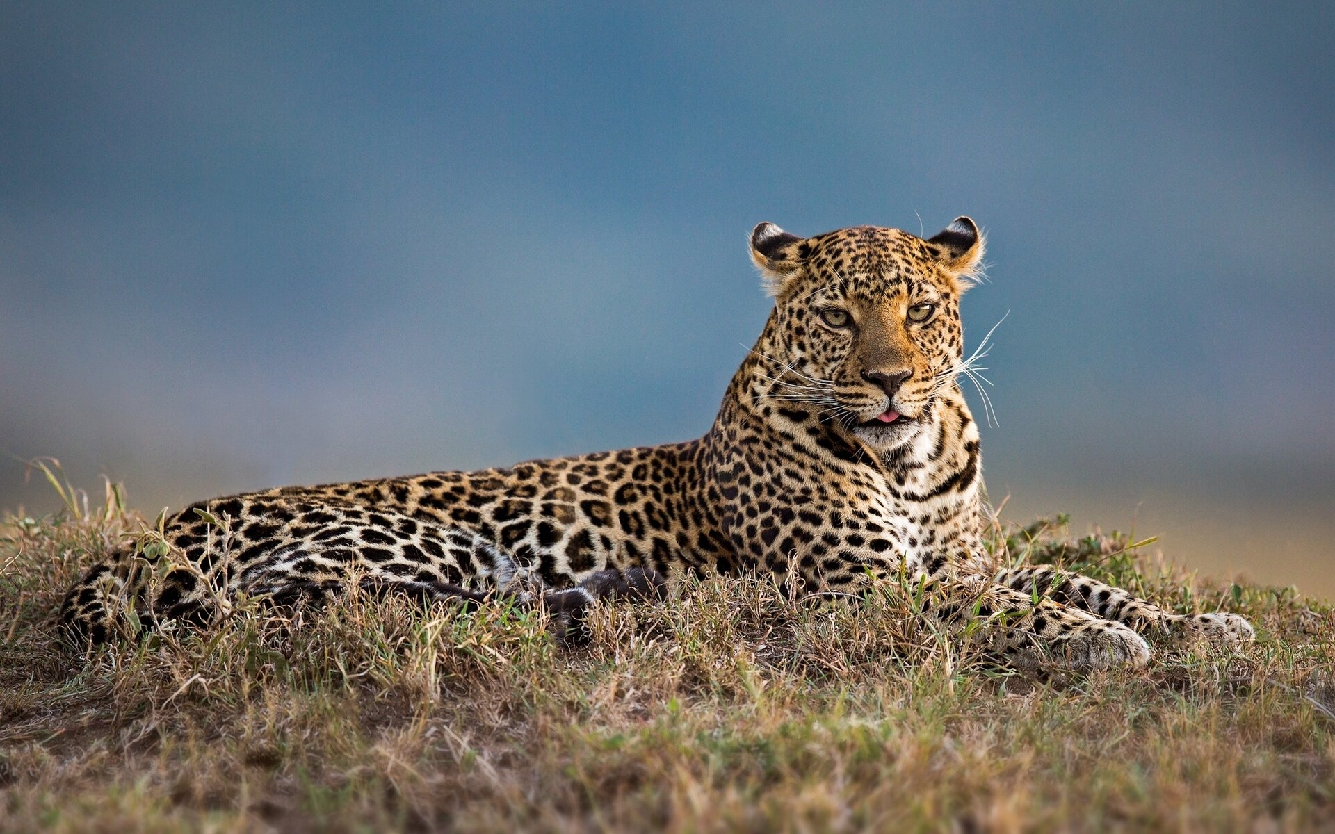 leopard wild cat krasava