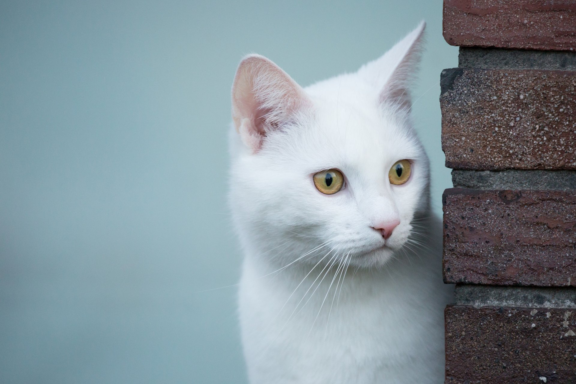 chat blanc chat blanc regard