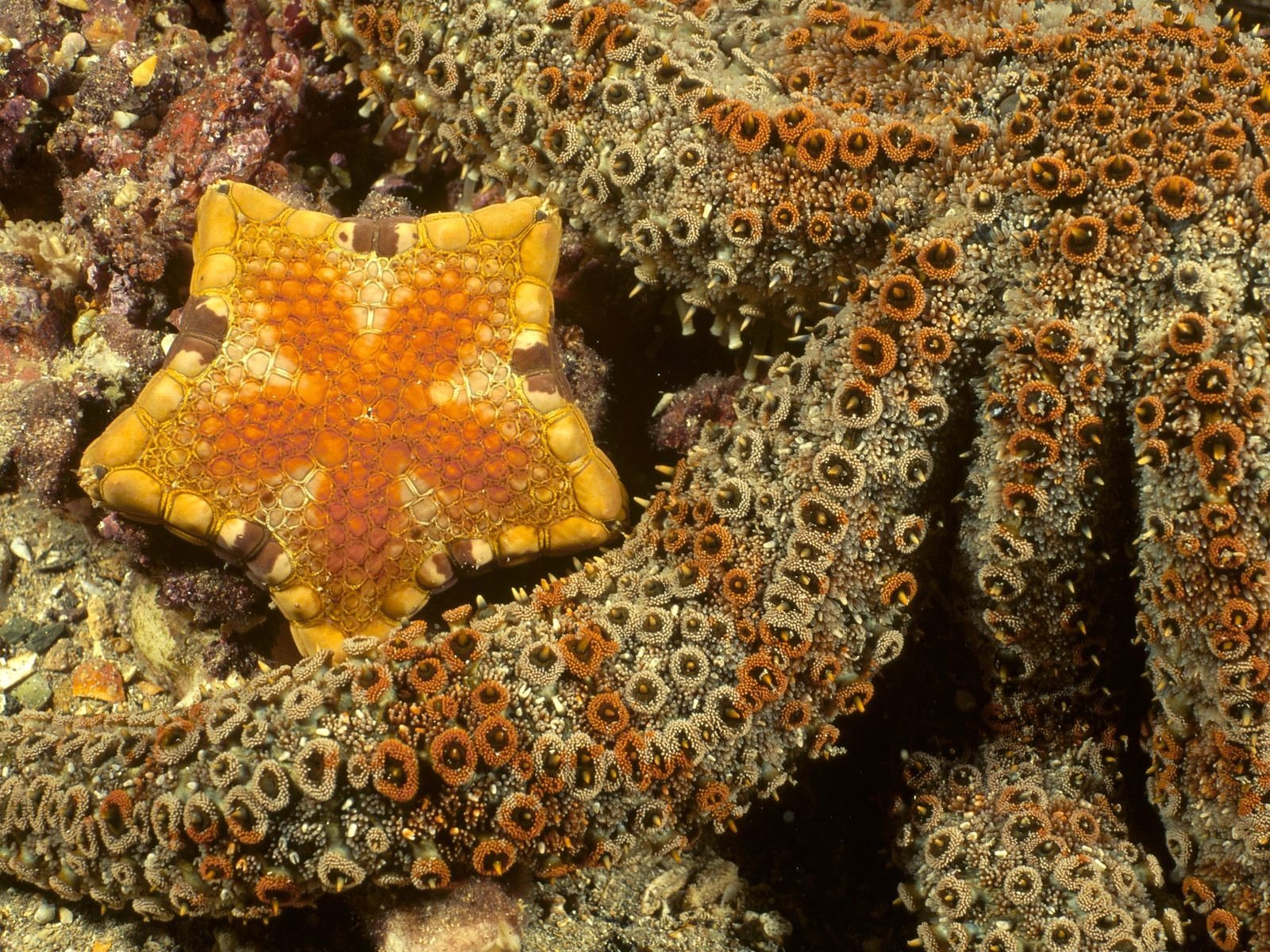 étoiles marine australie