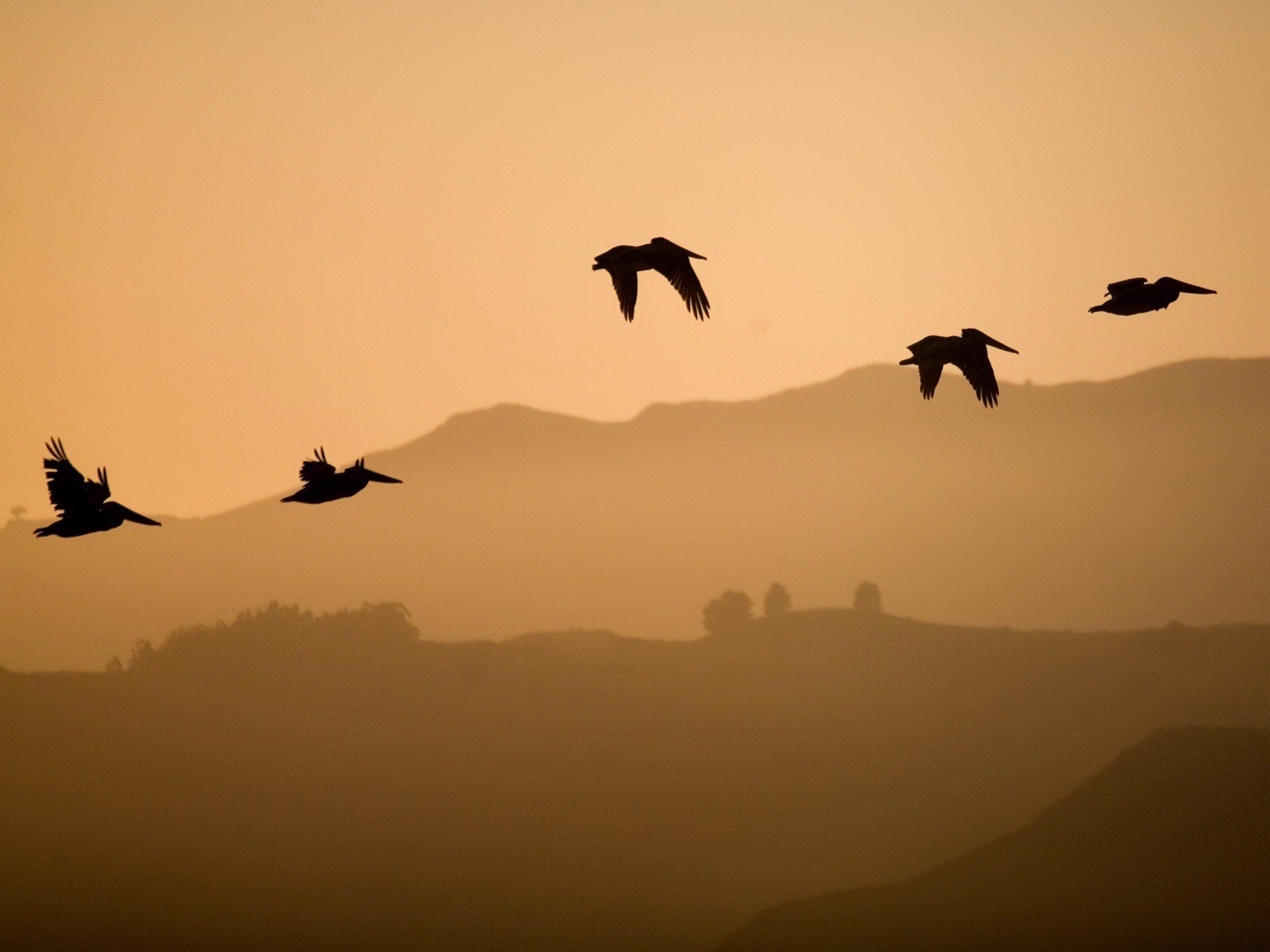 vögel hügel fliegen