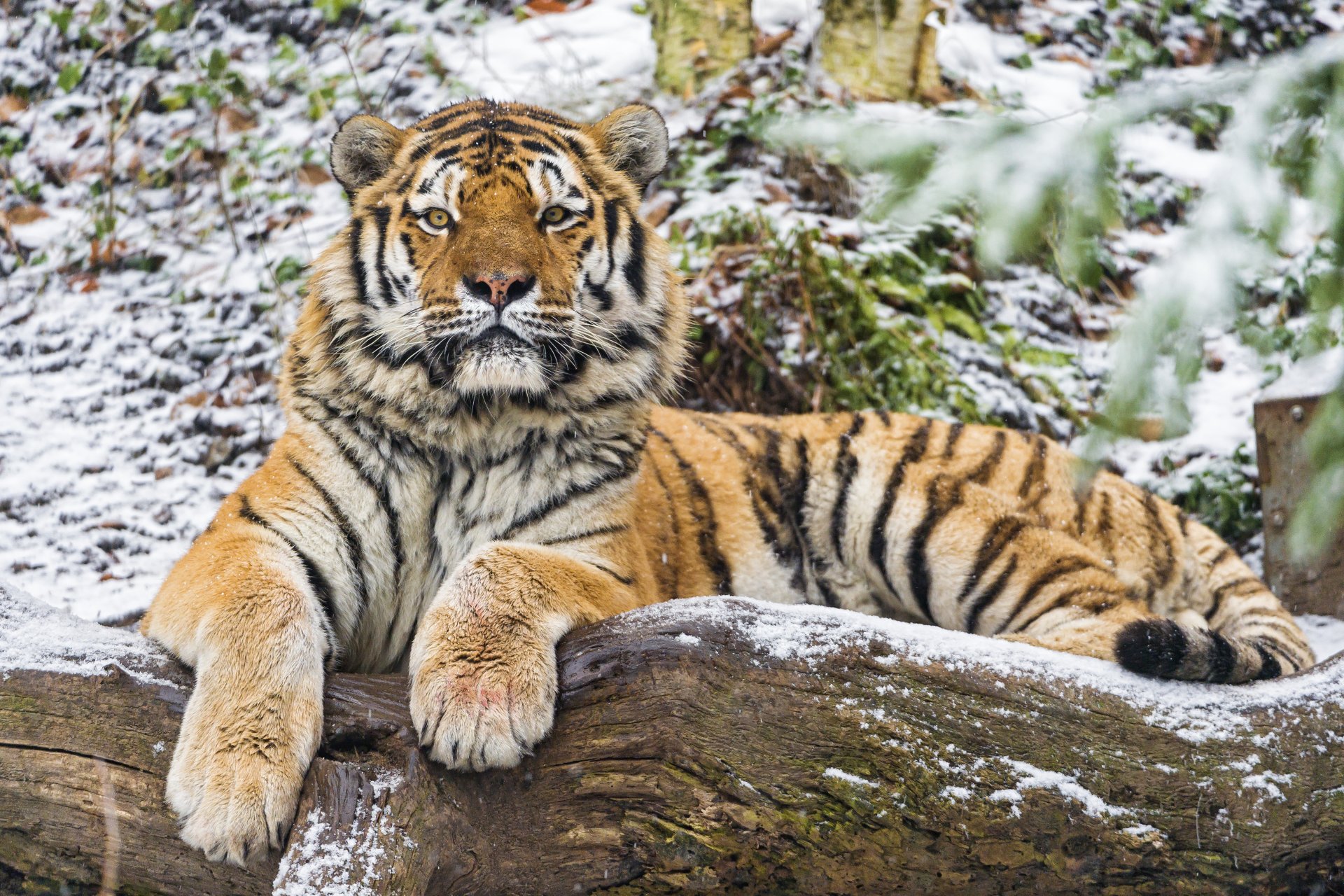 tygrys amur kot kłoda spojrzenie śnieg ©tambako jaguar