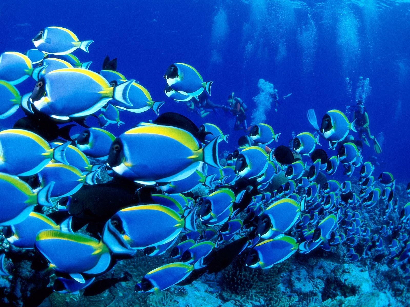 chool blue tang ocean