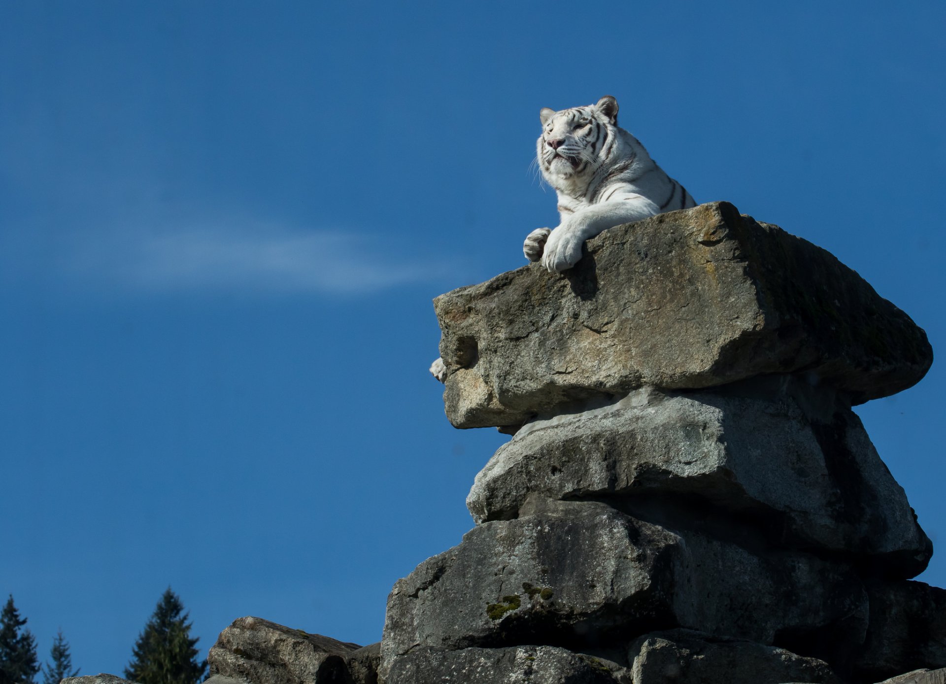 tigre blanco tigre piedras trono sentado alto mirando lejos