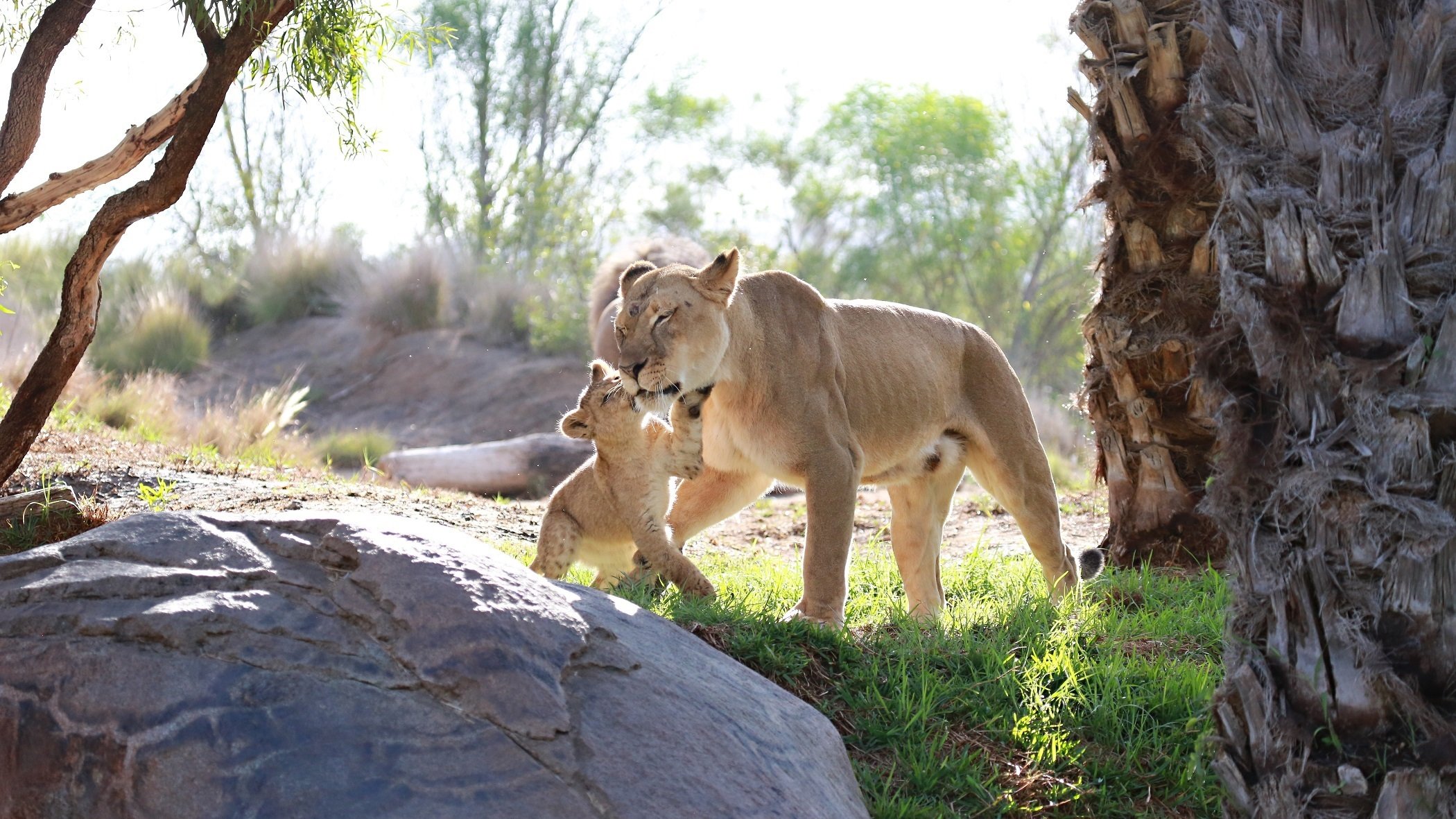 leones gatos salvajes depredadores pareja familia leona madre niño juego cuidado comadreja amor maternidad