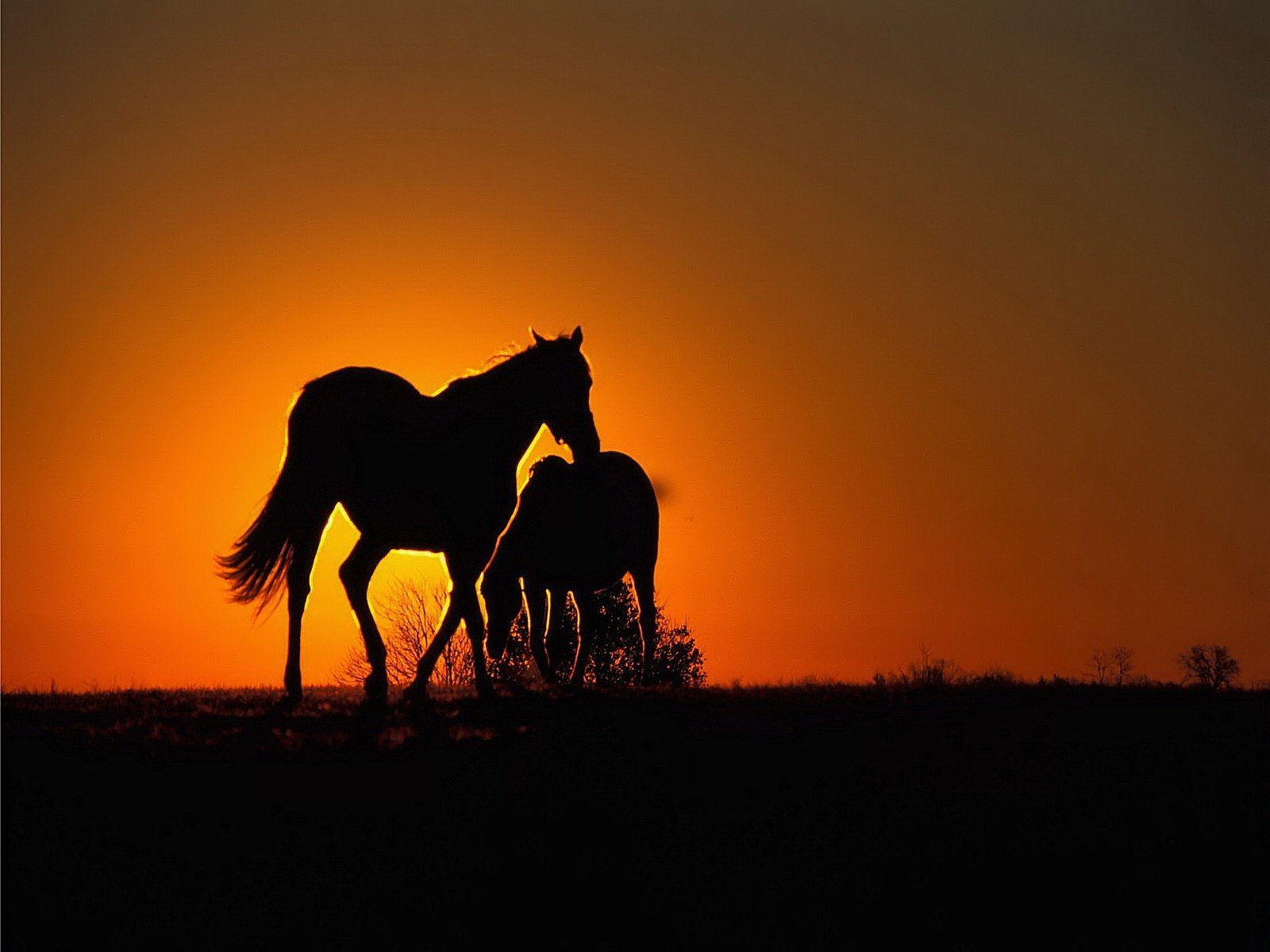 chevaux orange coucher de soleil