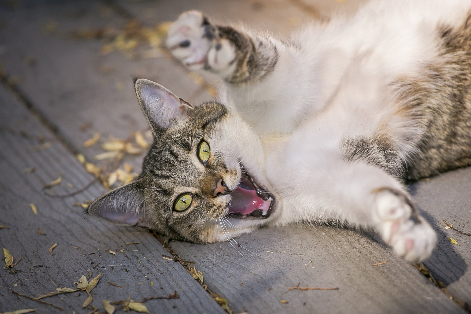 gatto gatto zampe zlyuka