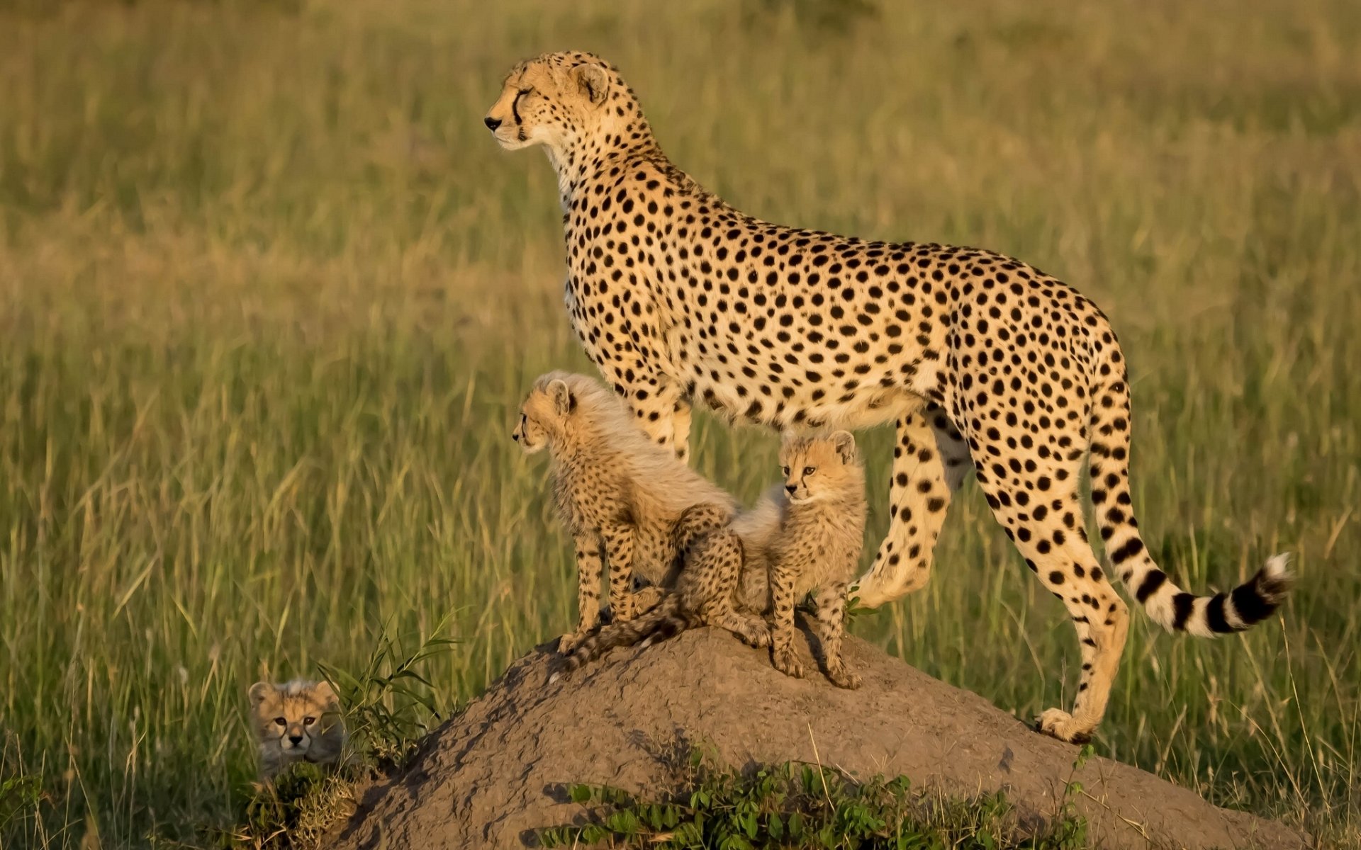 áfrica guepardos cachorros gatitos