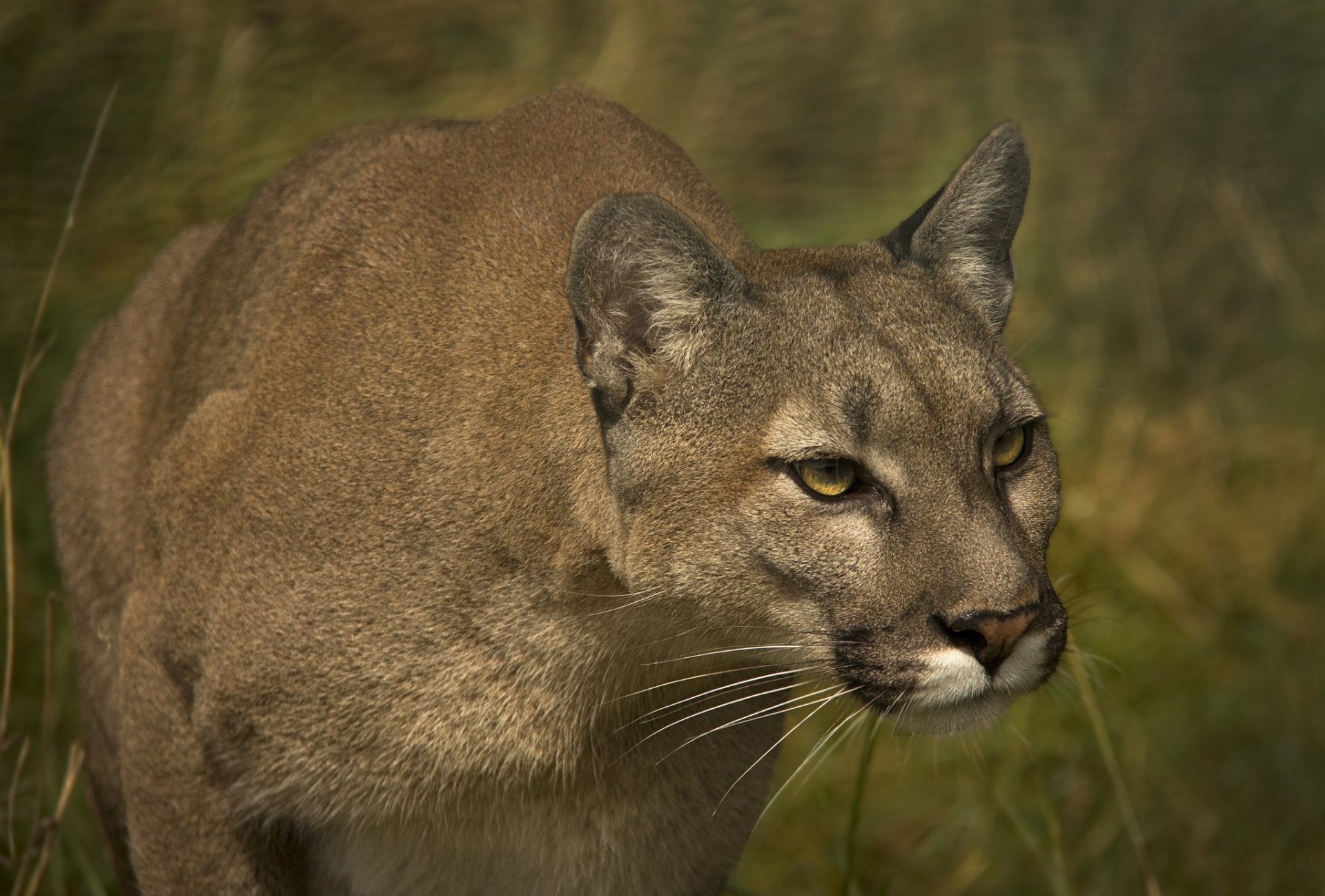 puma puma león de montaña gato salvaje hocico