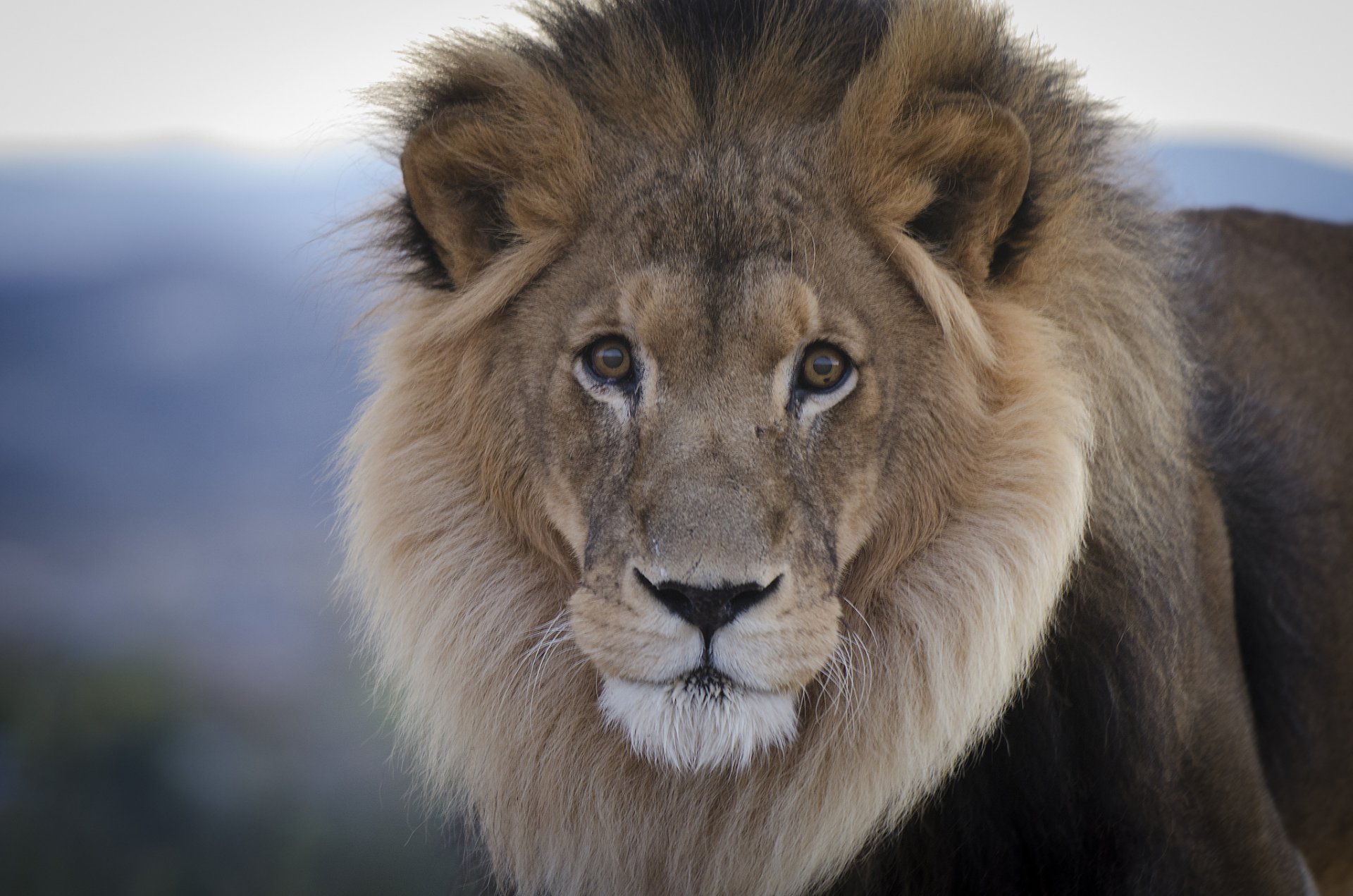 lion chat prédateur crinière vue