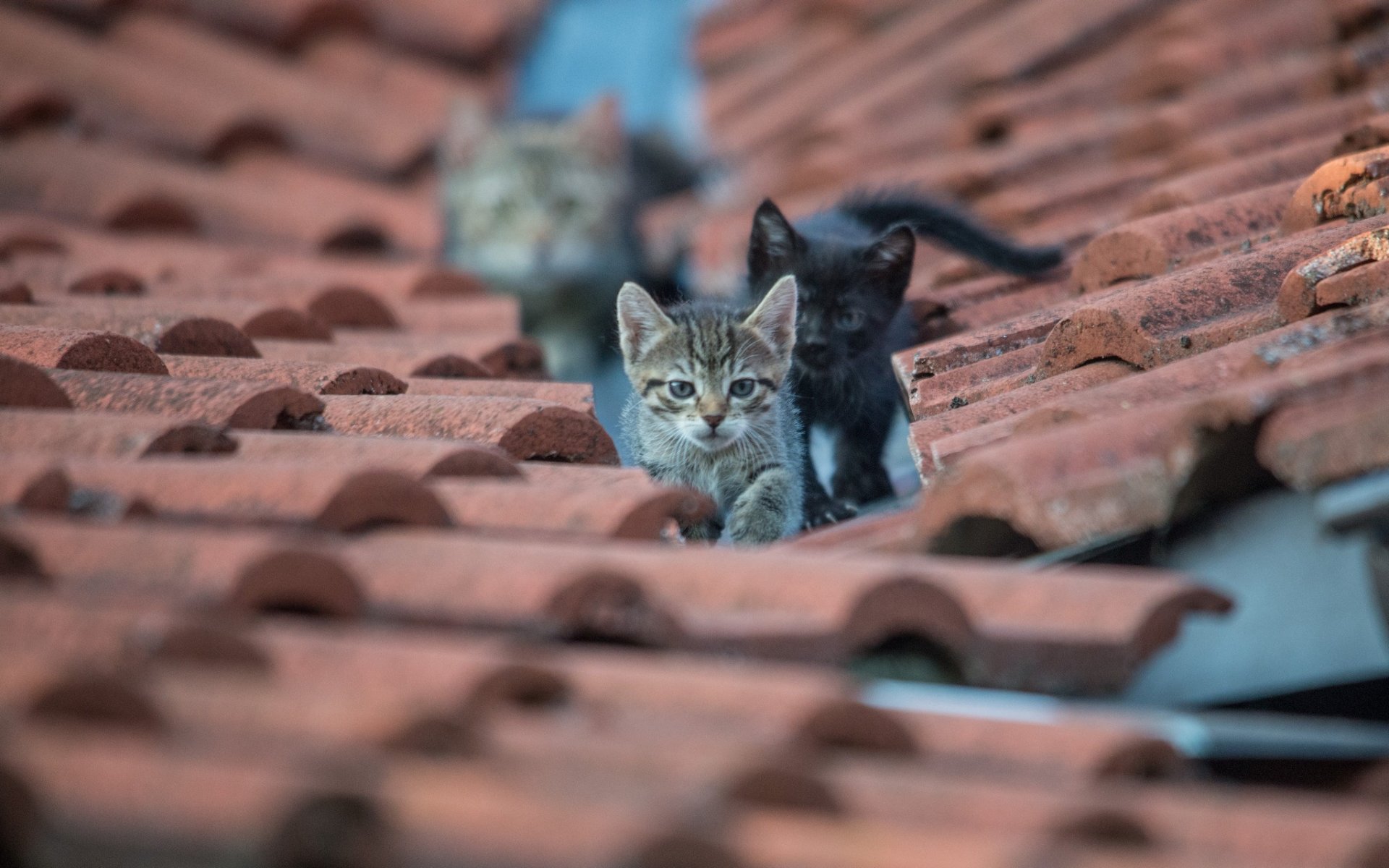 horses eyes view roof